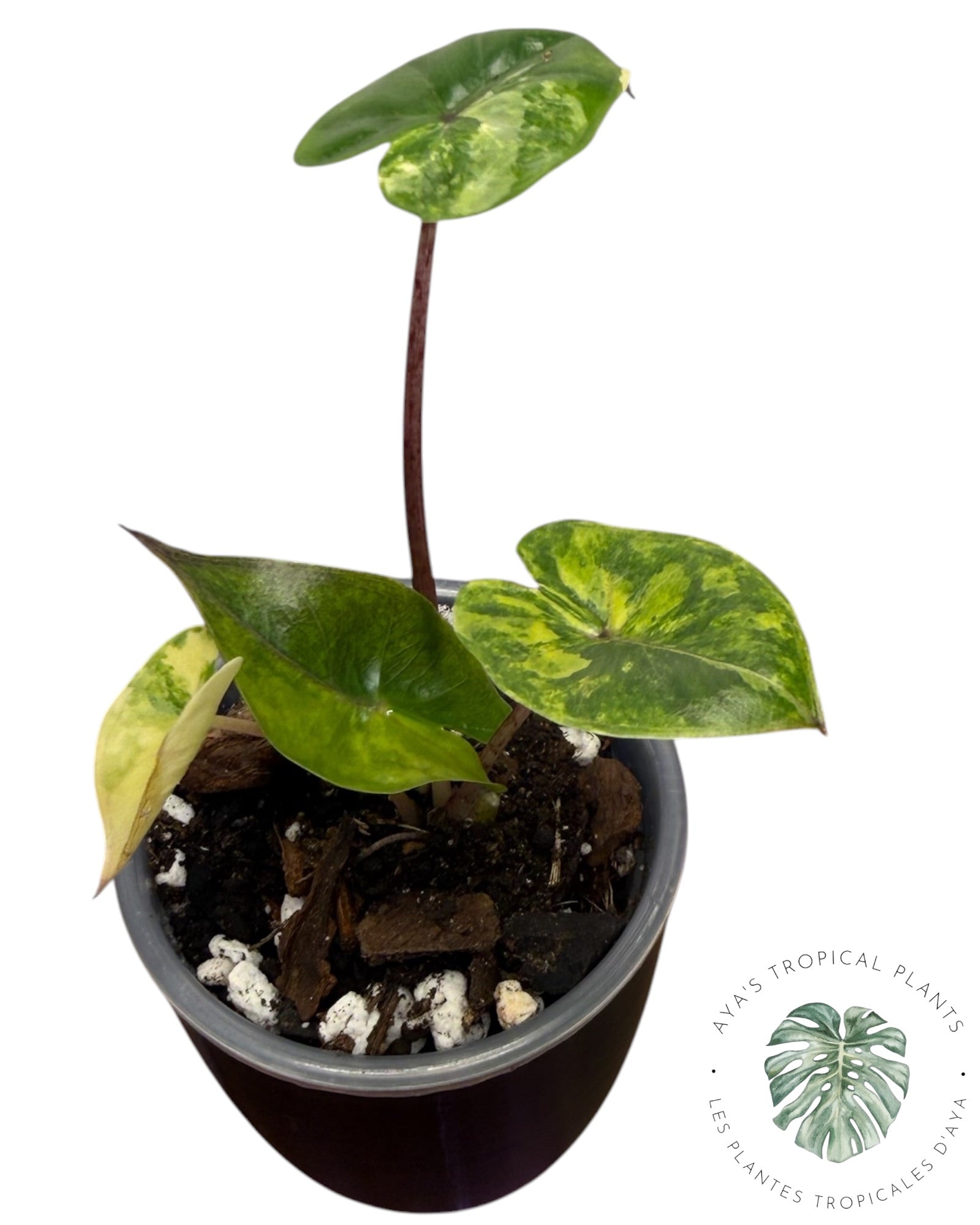 Alocasia Yucatan Aurea Variegated