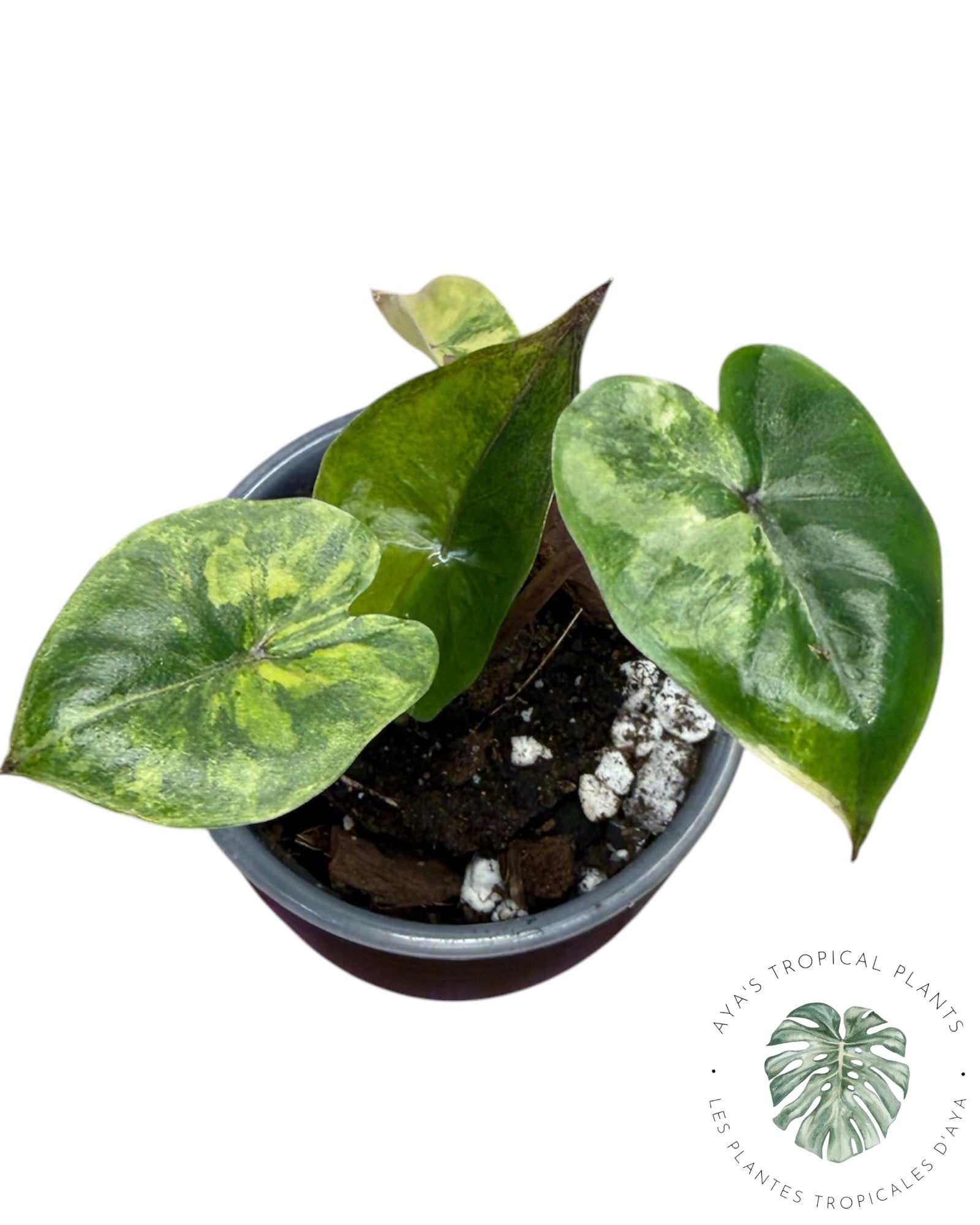 Alocasia Yucatan Aurea Variegated