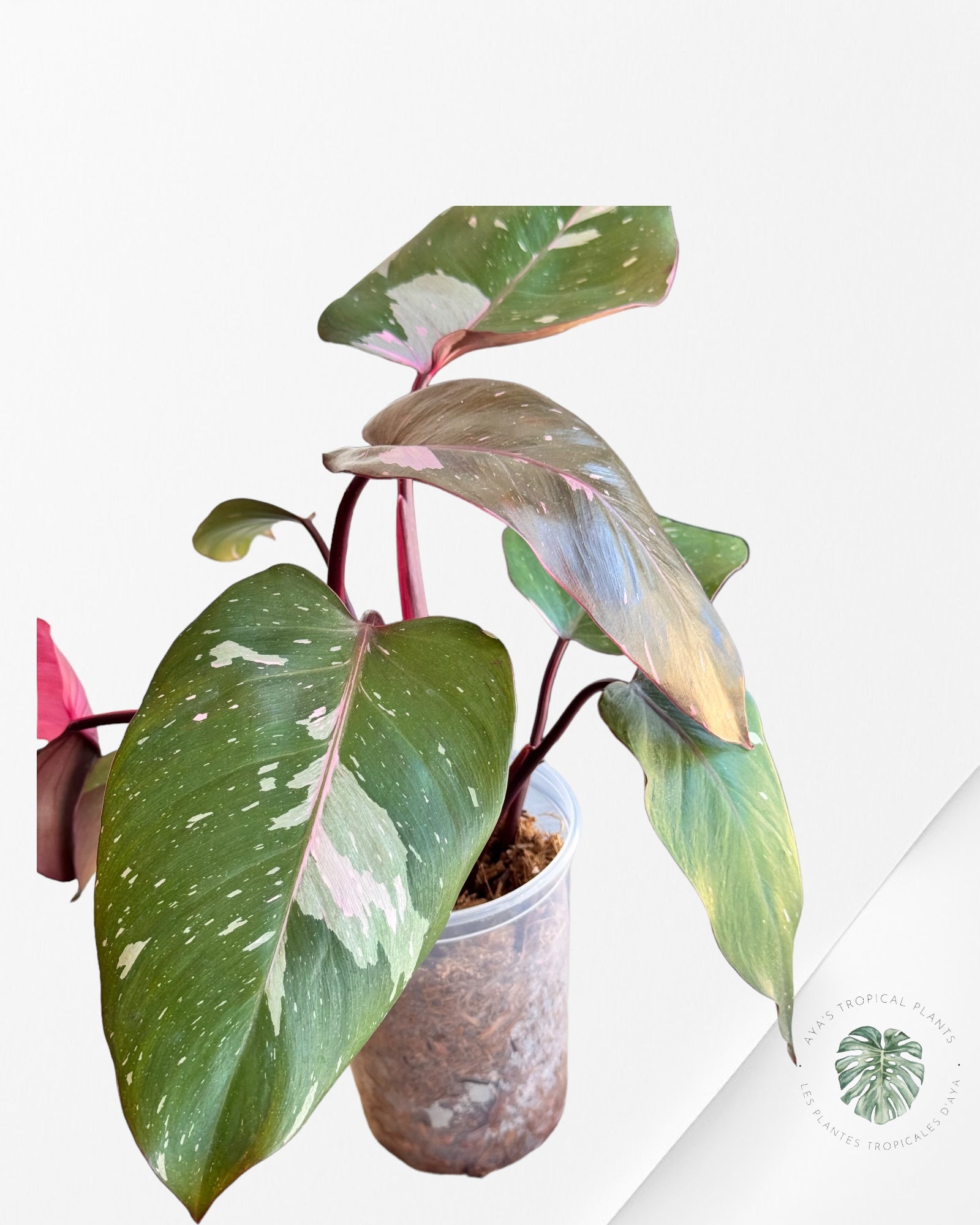 Philodendron Pink Princess Marble KING-1201