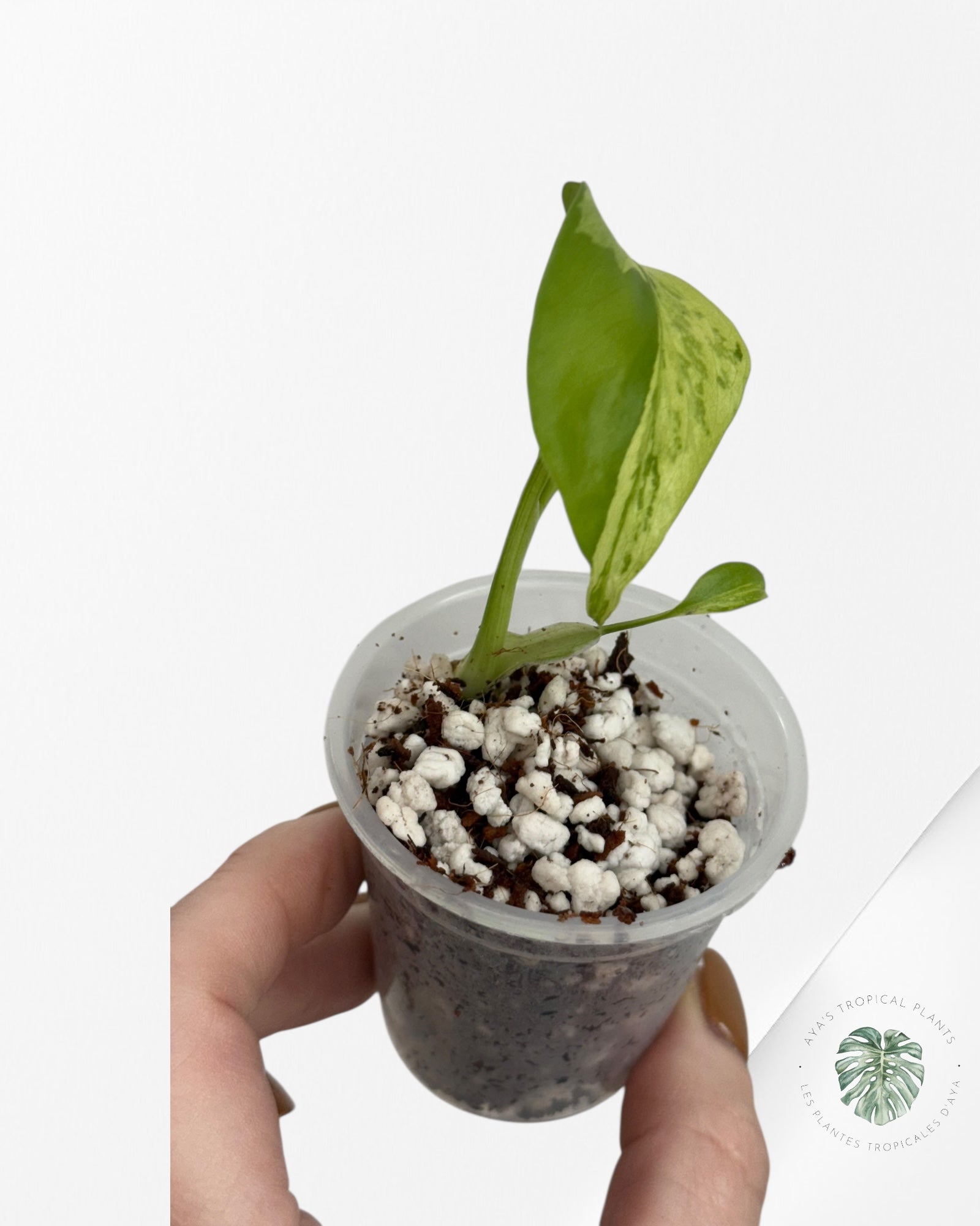 Monstera Deliciosa Electrolyte - 18A