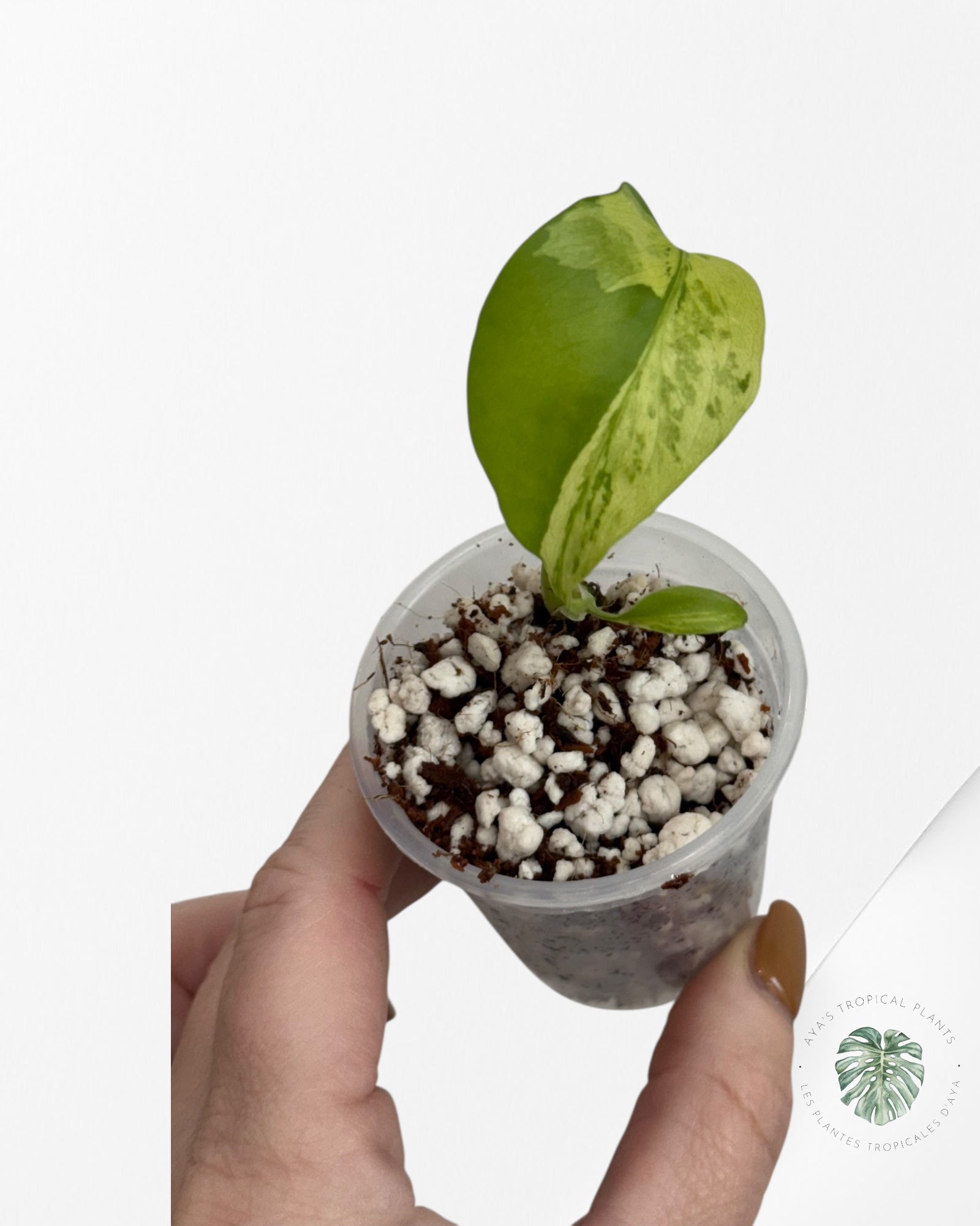 Monstera Deliciosa Electrolyte - 00