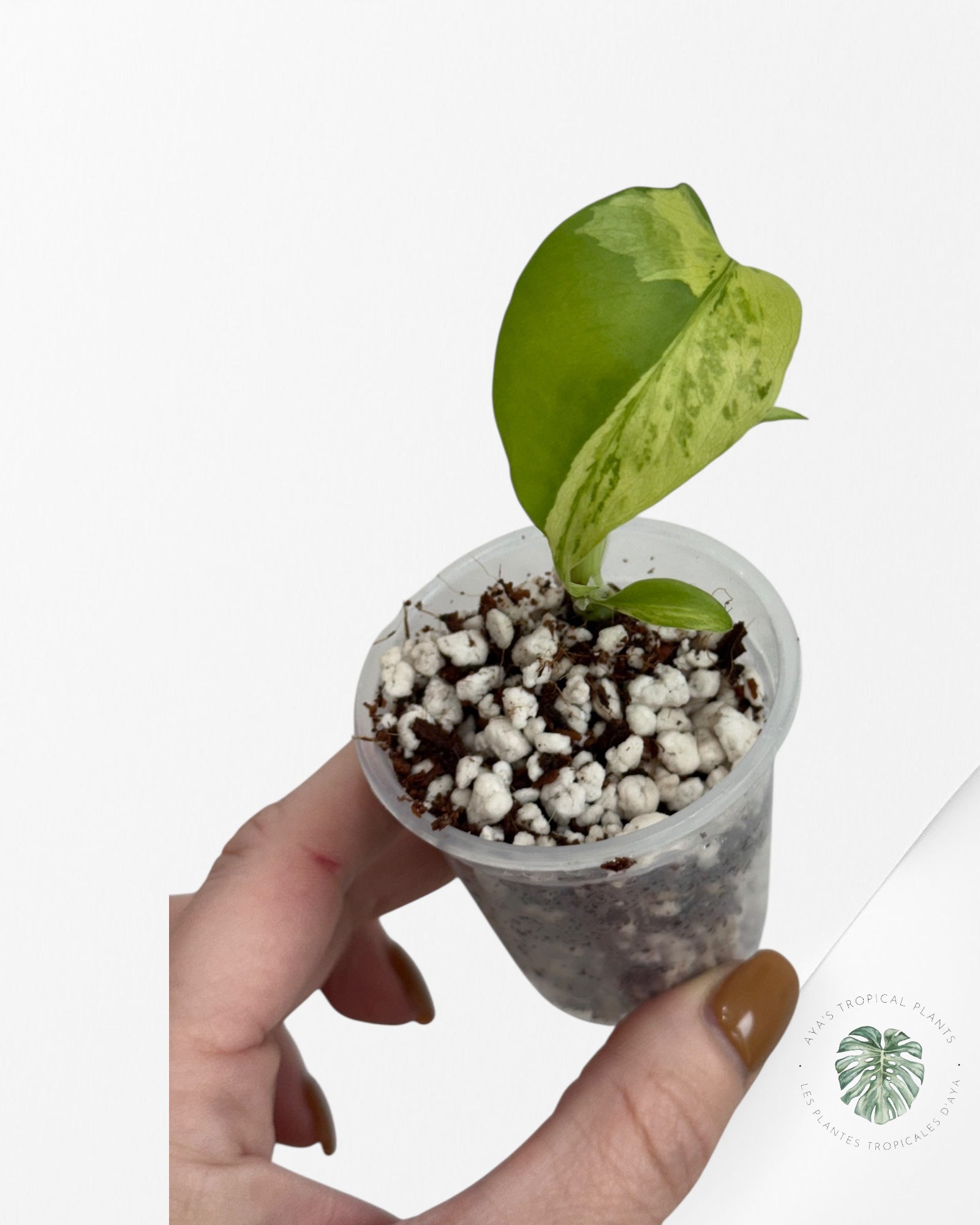 Monstera Deliciosa Electrolyte - 00