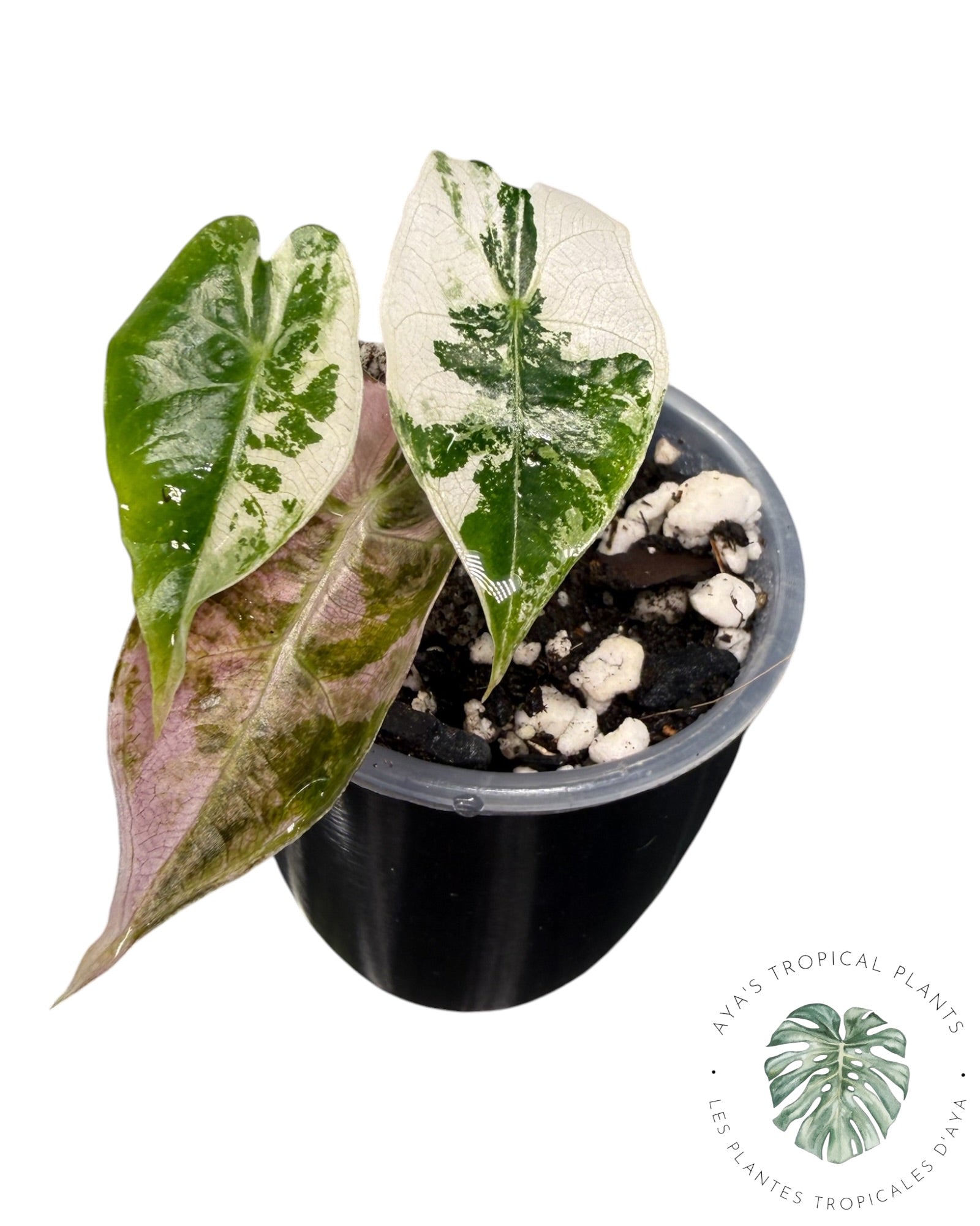 Alocasia Polly Pink Snowflake (Grade A)