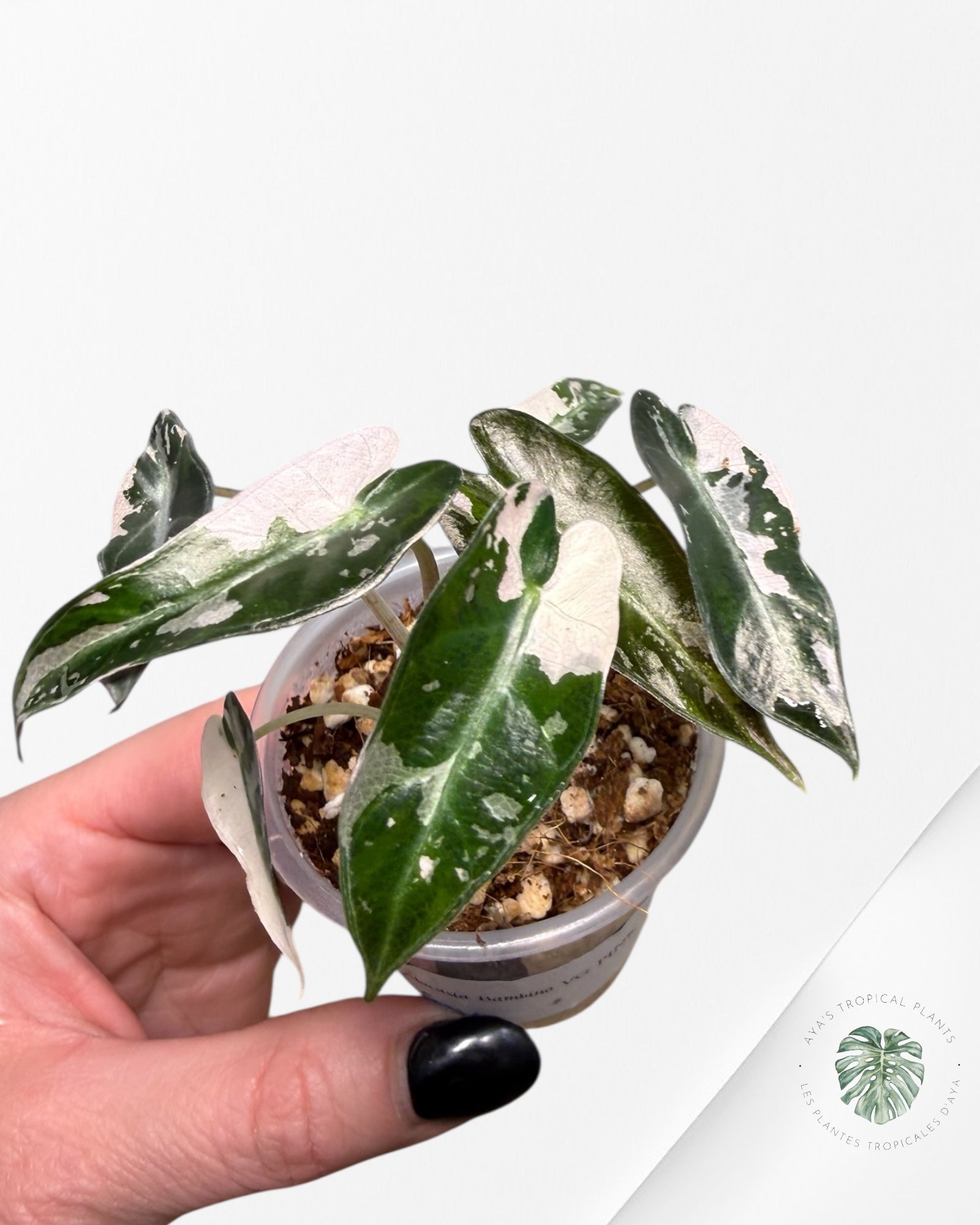 Alocasia Bambino Variagated Pink | Rare TC Plant| Aya's Tropical Plants