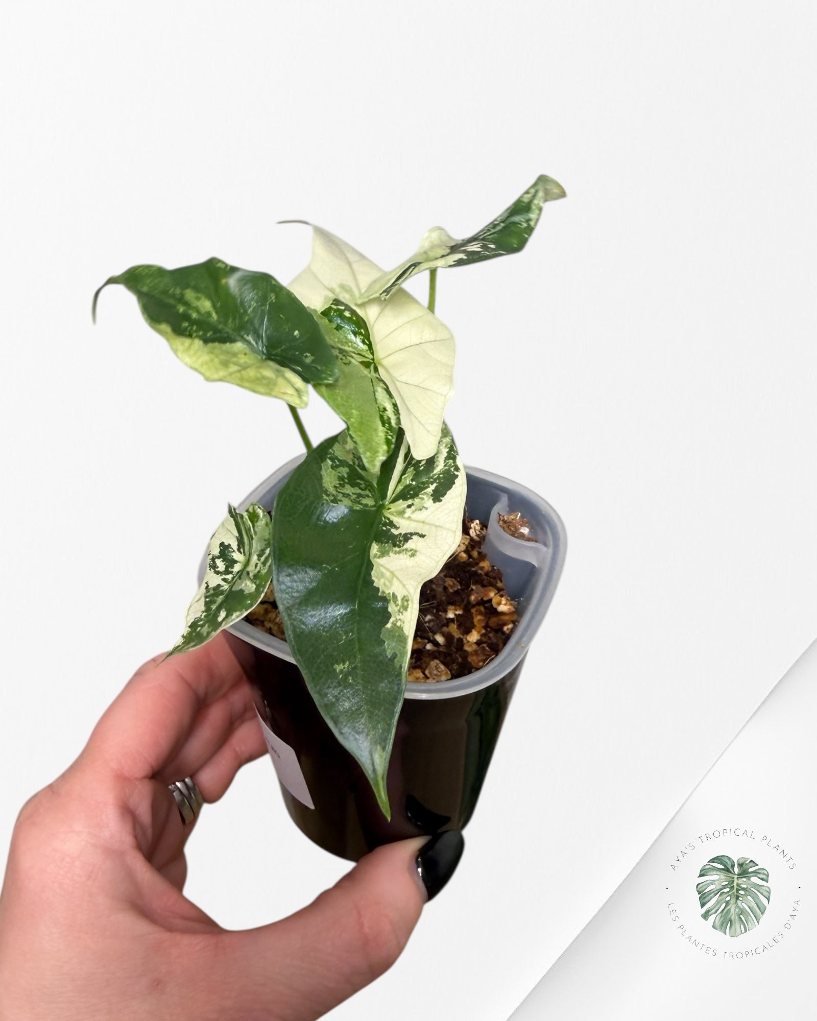 Alocasia Simpo Albo Variegated| Rare TC Plant | Aya's Tropical Plants