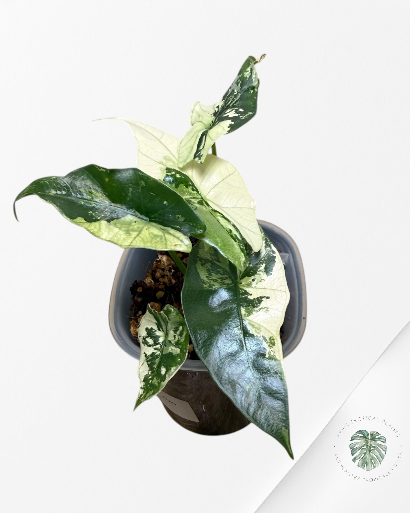 Alocasia Simpo Albo Variegated| Rare TC Plant | Aya's Tropical Plants