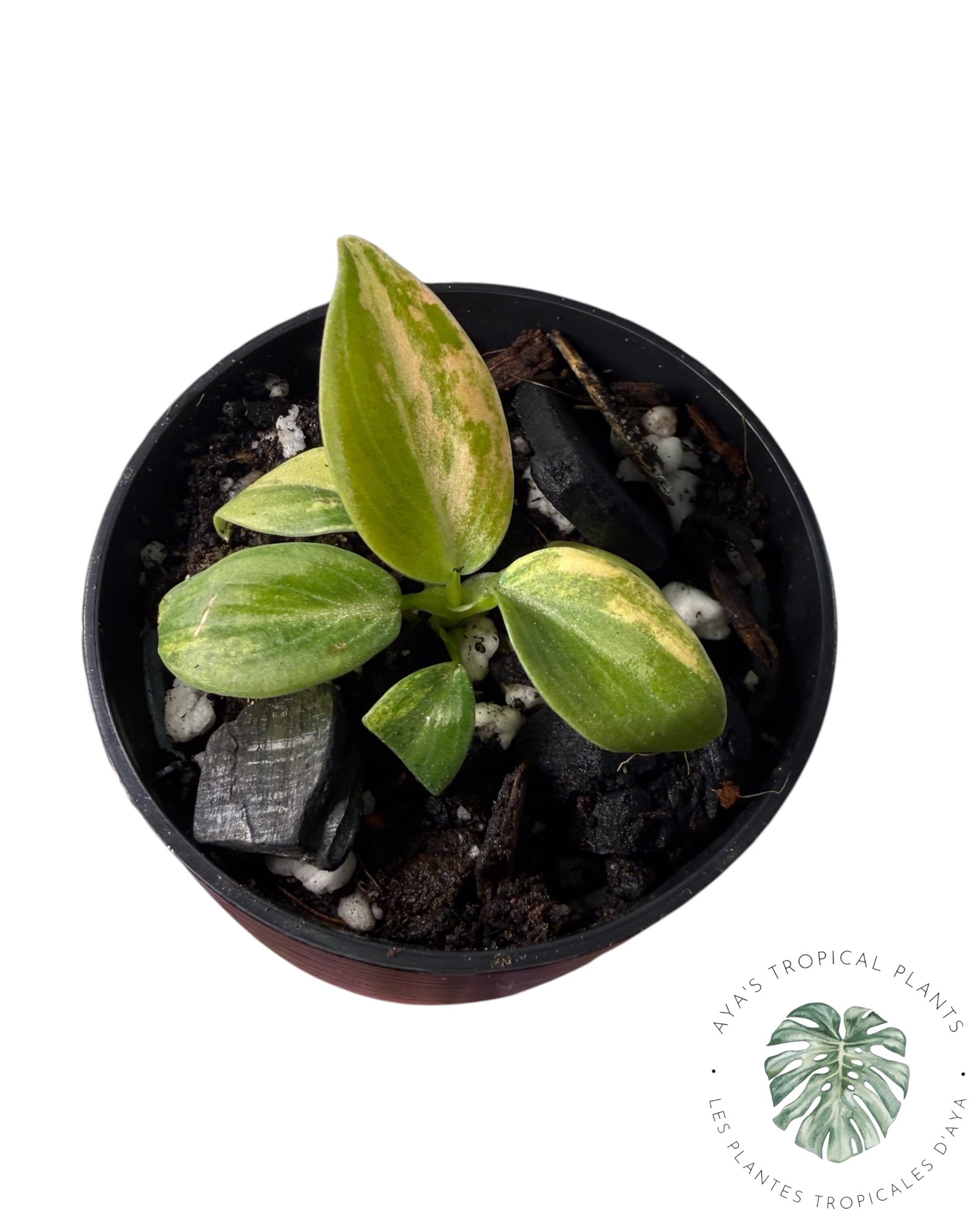 Philodendron Melanochrysum Orange