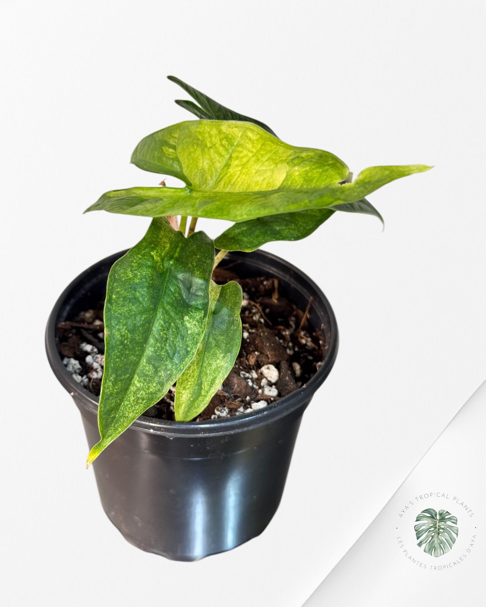 Scindapsus Exotica