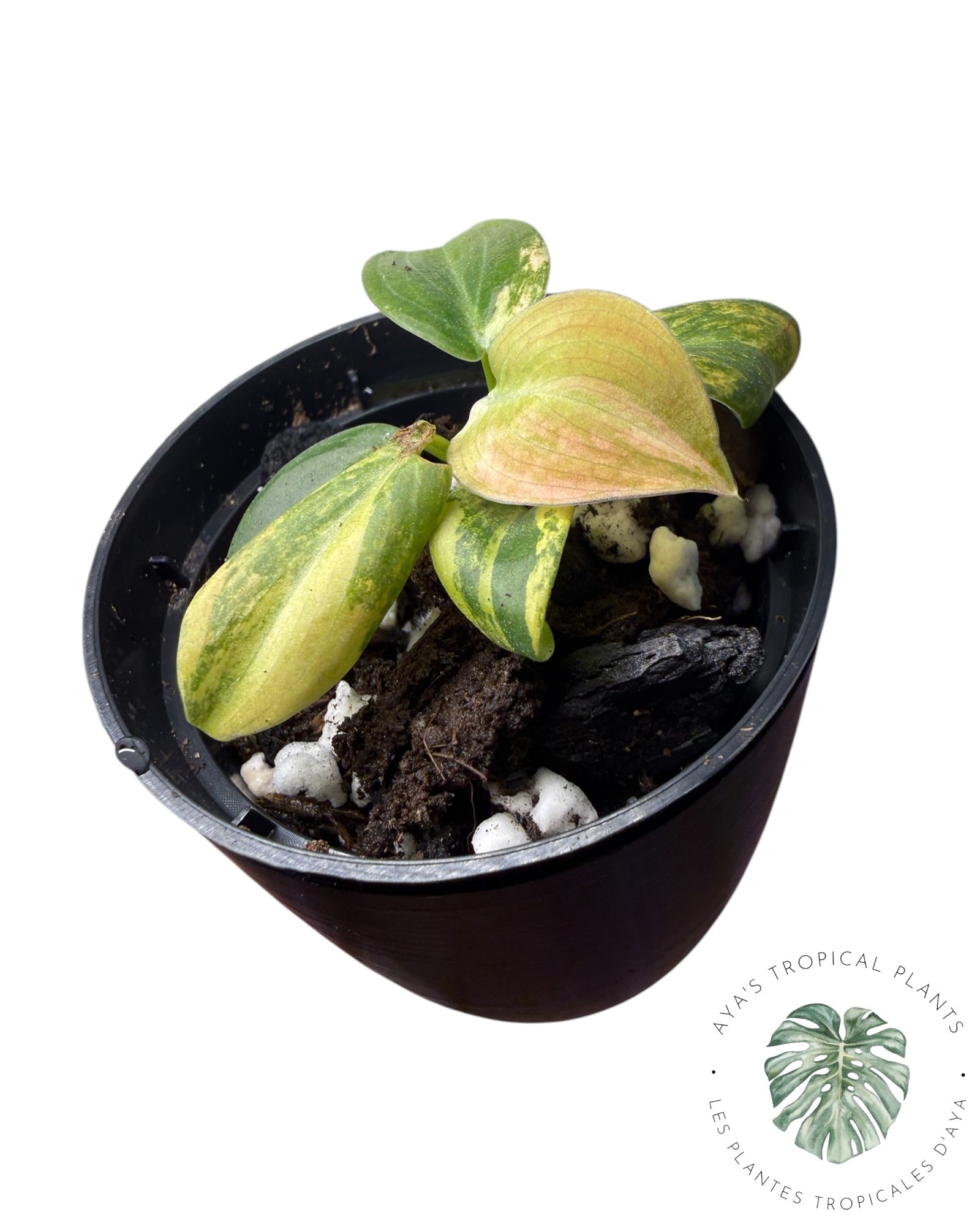 Philodendron Melanochrysum Orange