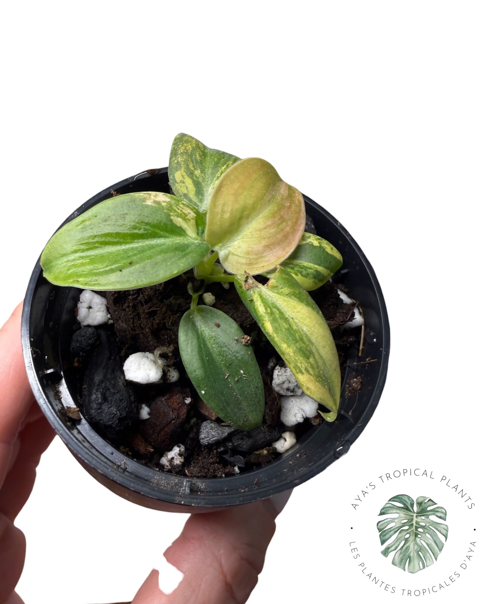Philodendron Melanochrysum Orange