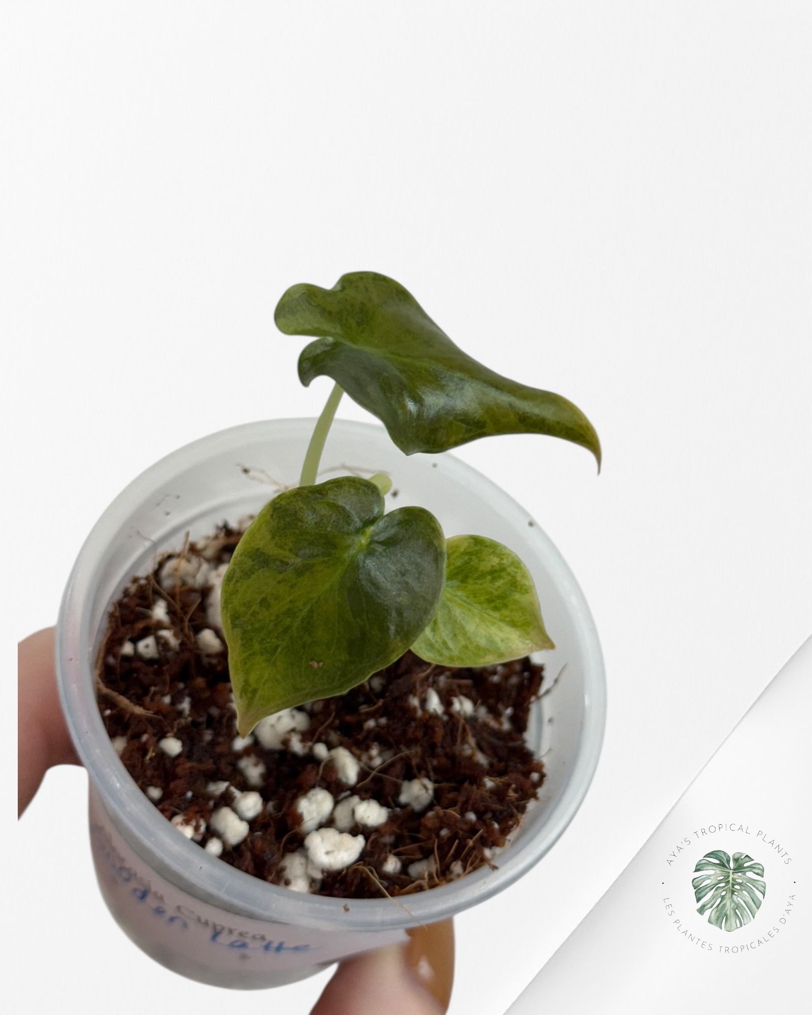Alocasia Cuprea Golden Latte variegated - 00