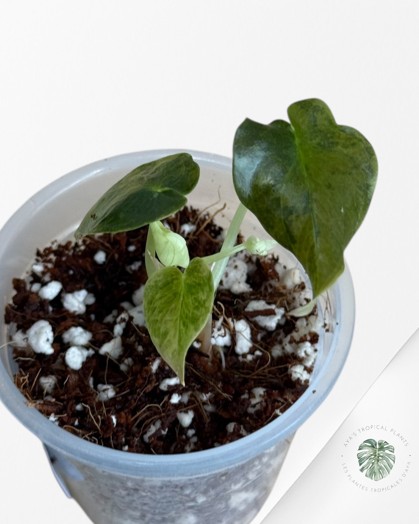 Alocasia Cuprea Golden Latte variegated - 00