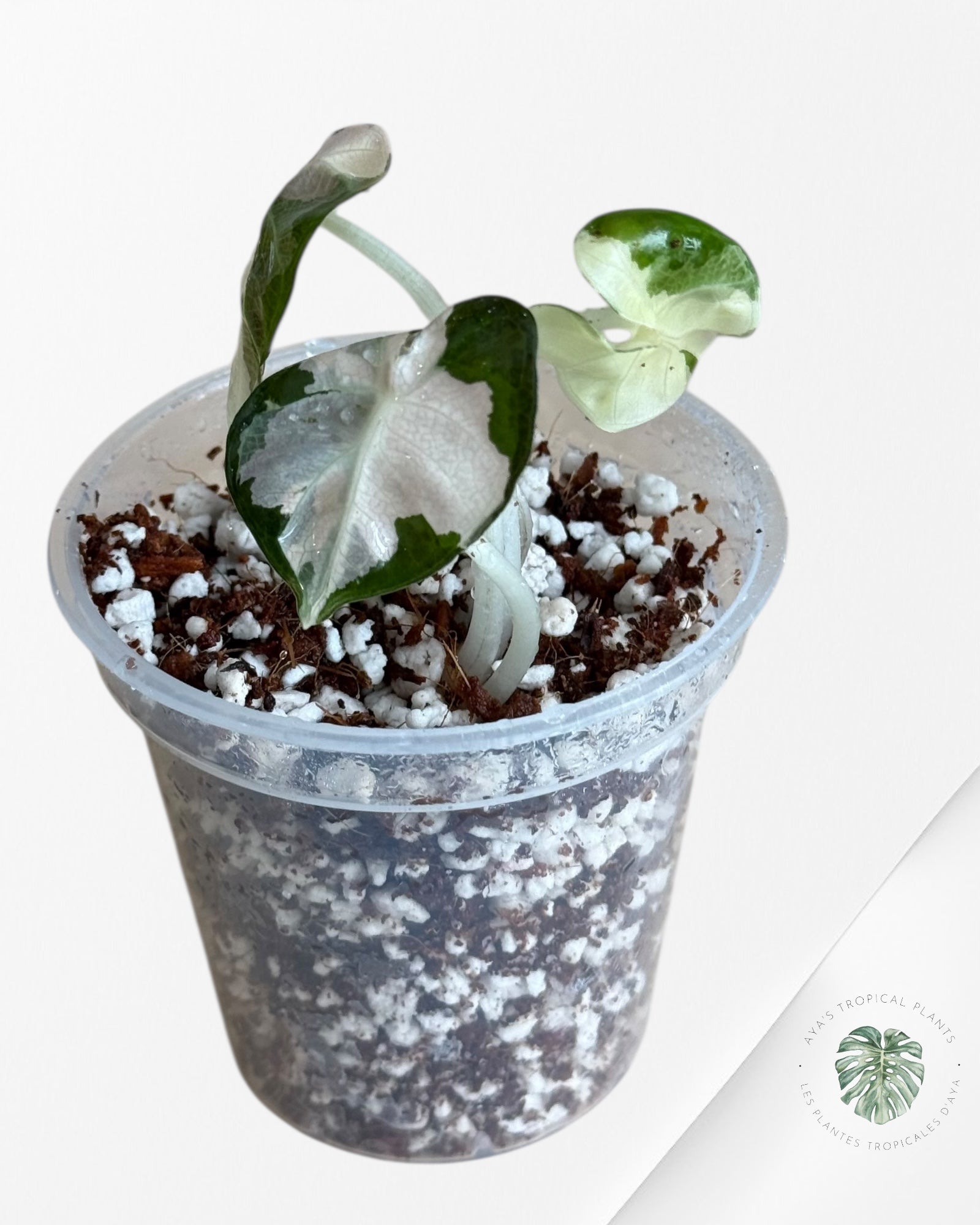 Alocasia Heart Balloon Pink variegated- 00
