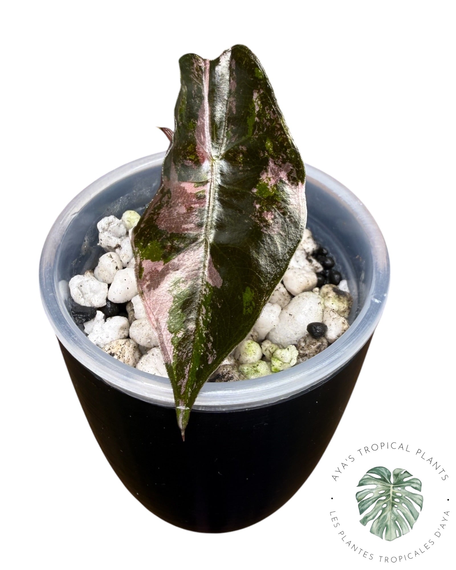 Alocasia Chantrieri Pink Variegated
