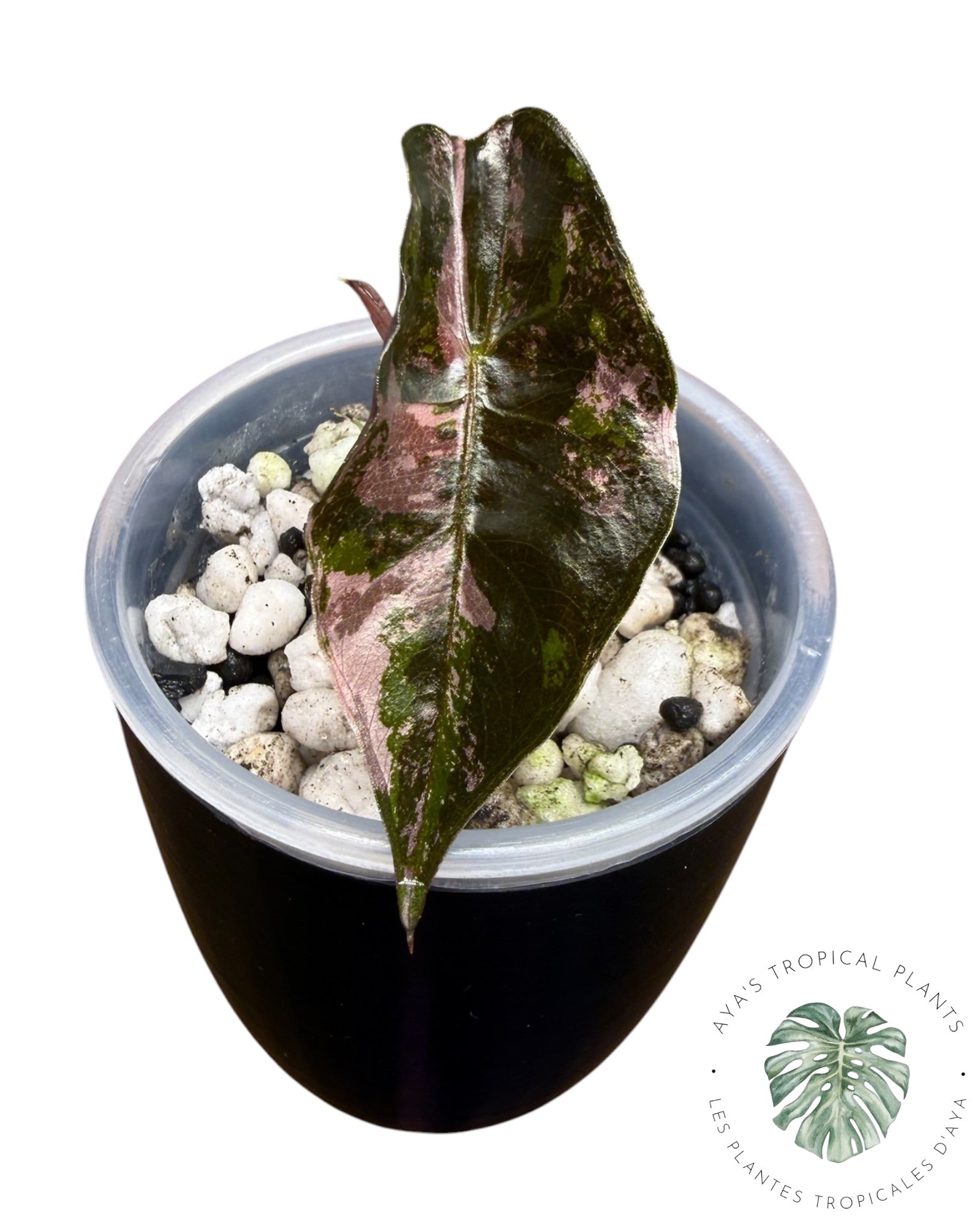Alocasia Chantrieri Pink Variegated