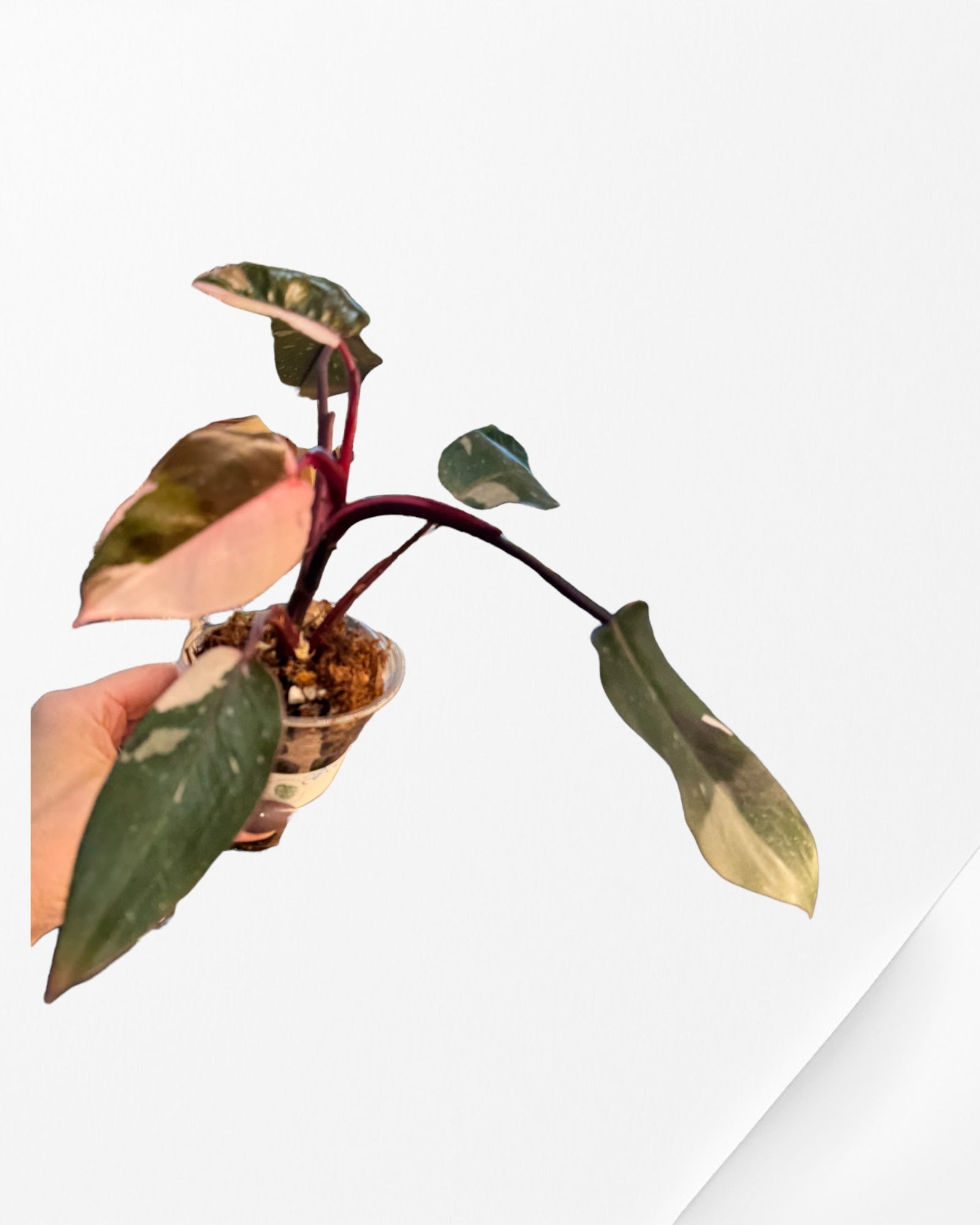 Philodendron Red Anderson  JA105