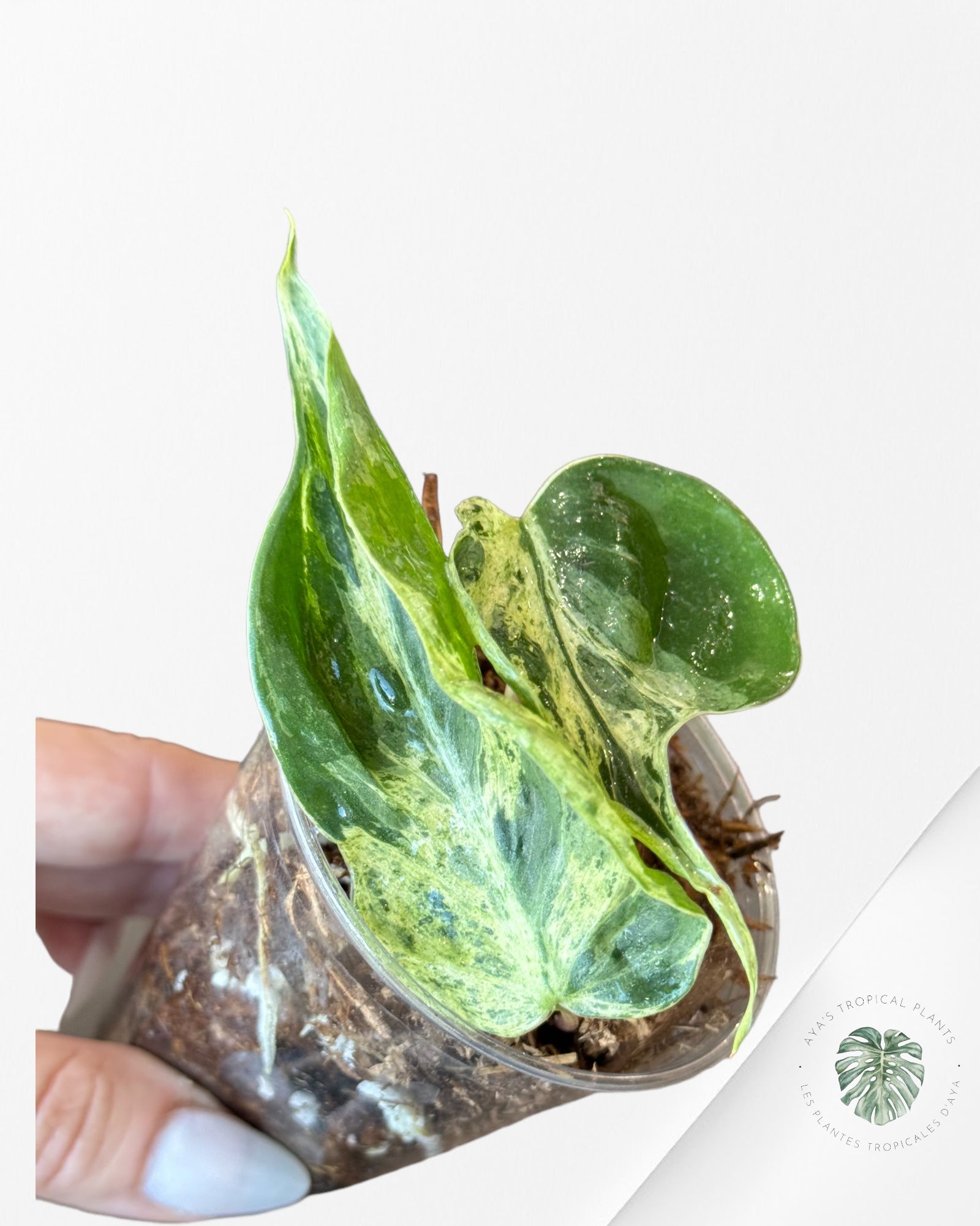Philodendron Hederaceum Variegata-PHV05