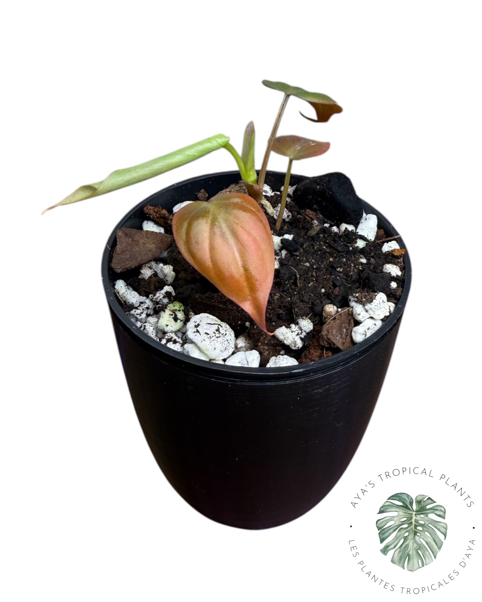 Philodendron Micans Variegated – Pink Tones