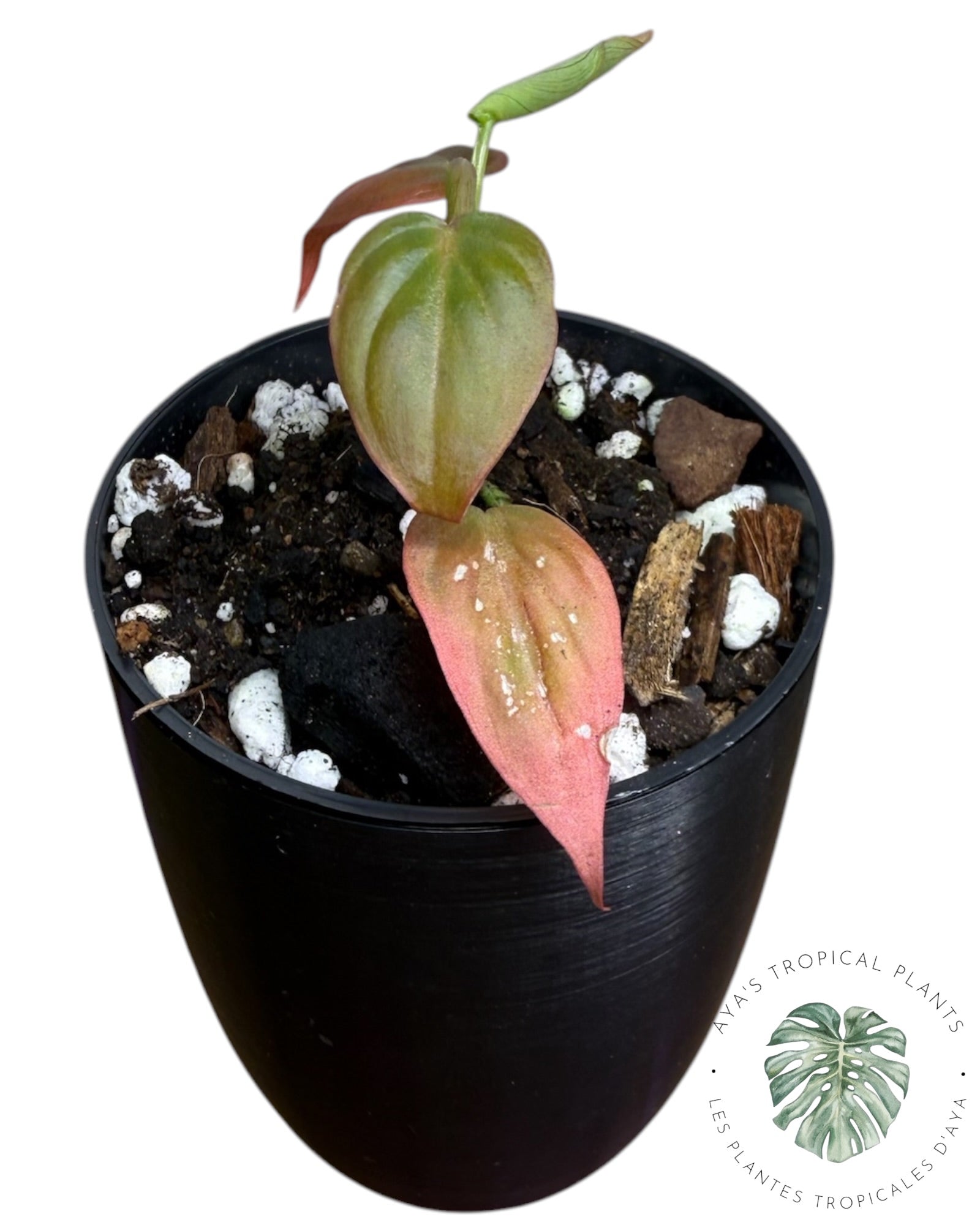 Philodendron Micans Variegated – Pink Tones