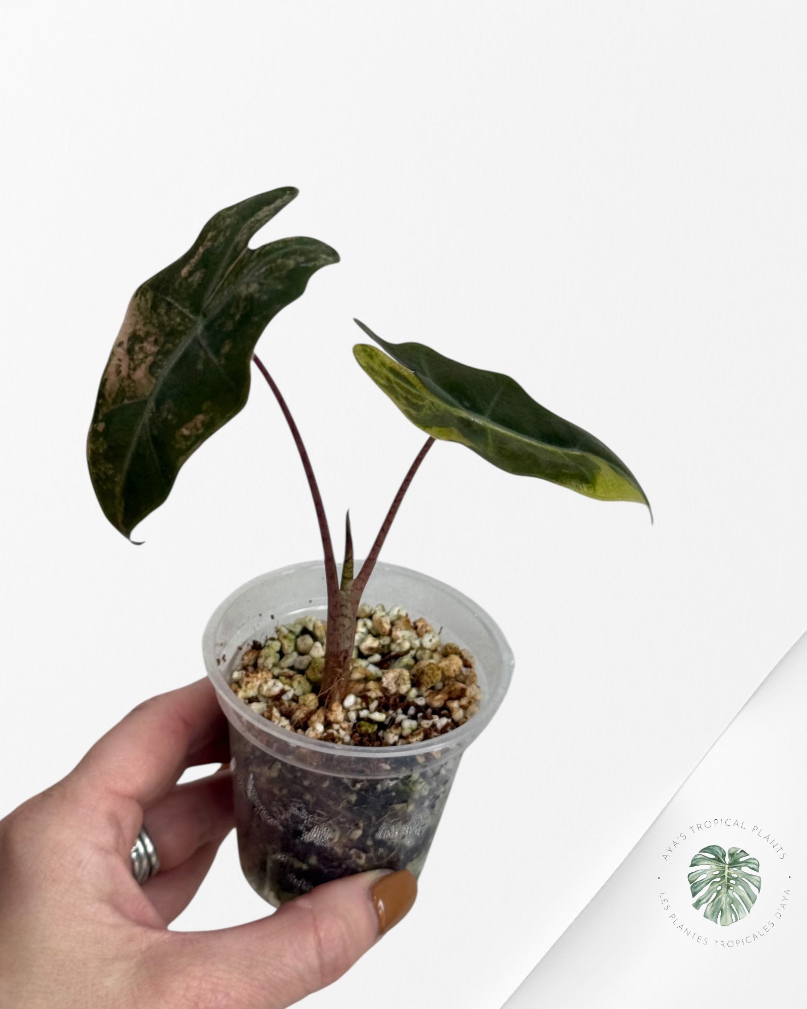 Alocasia Pseudo Sanderiana Variegated ni( aurea)