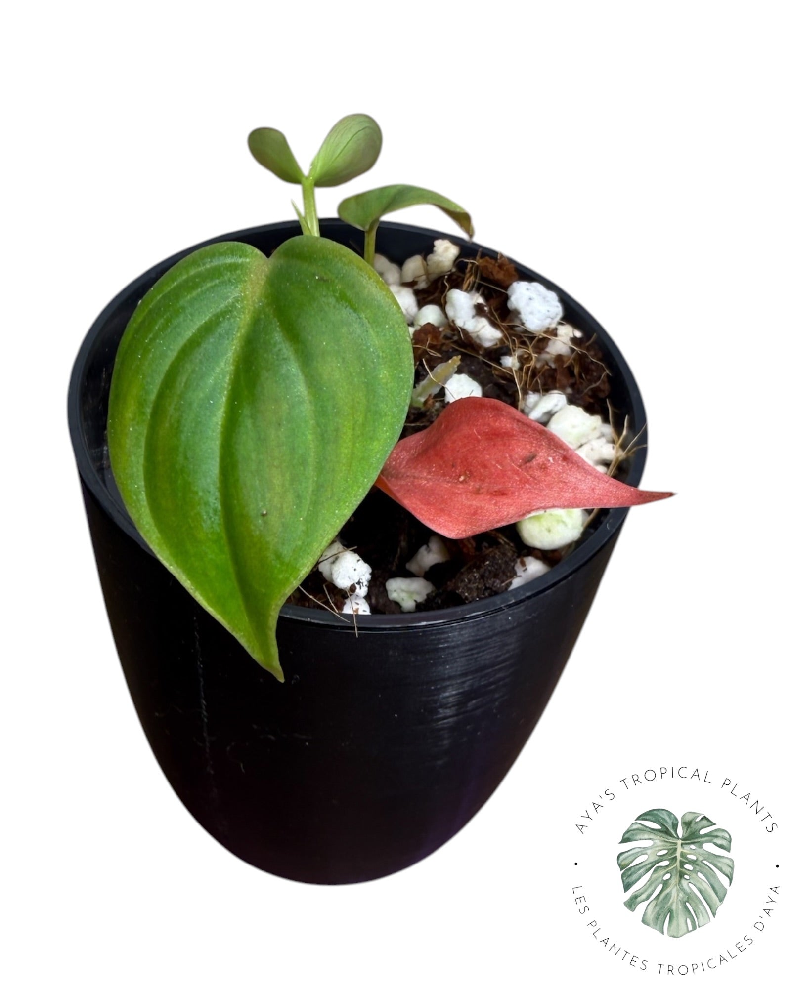 Philodendron Micans Variegated – Pink Tones