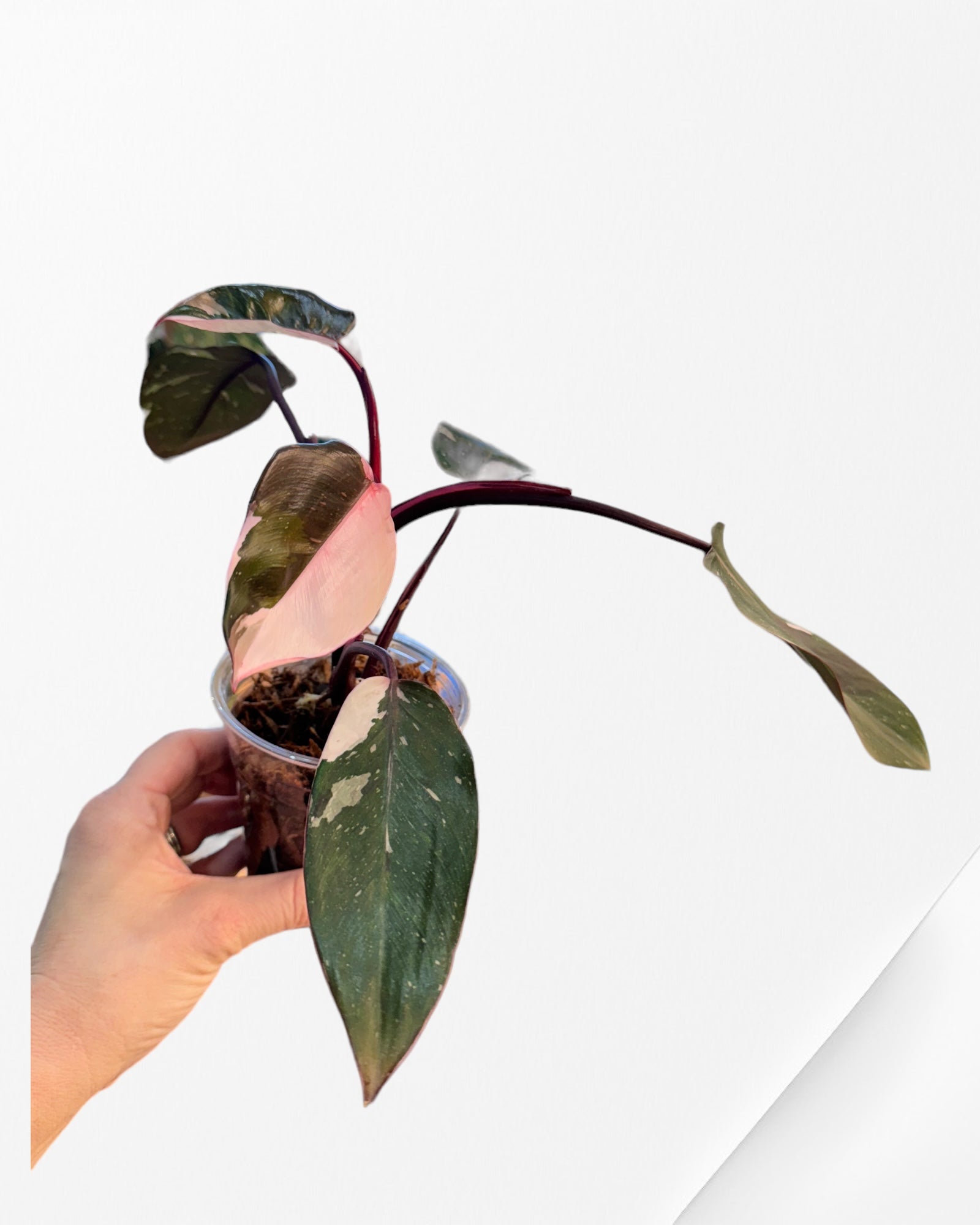 Philodendron Red Anderson  JA105