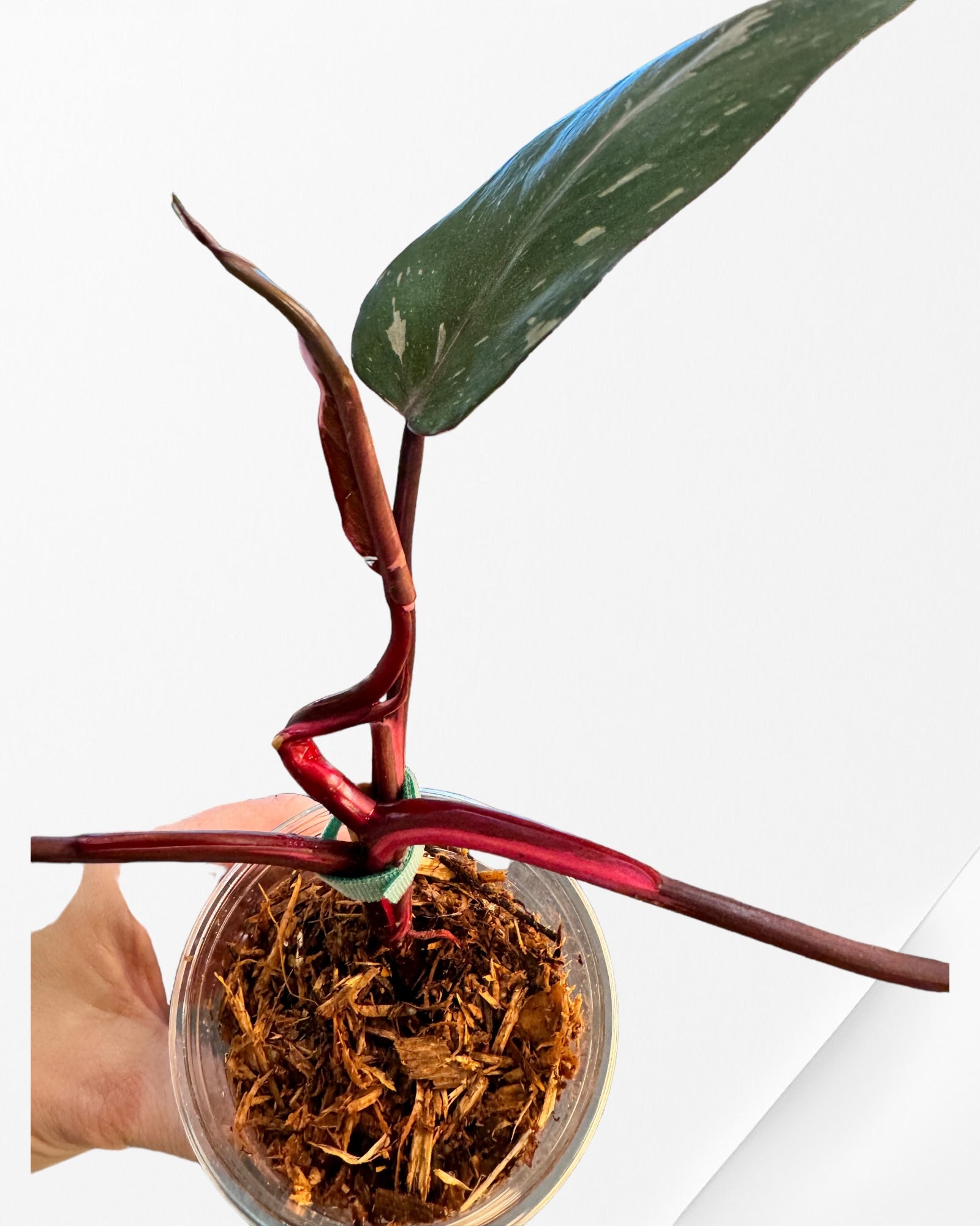 Philodendron Red Anderson JA110