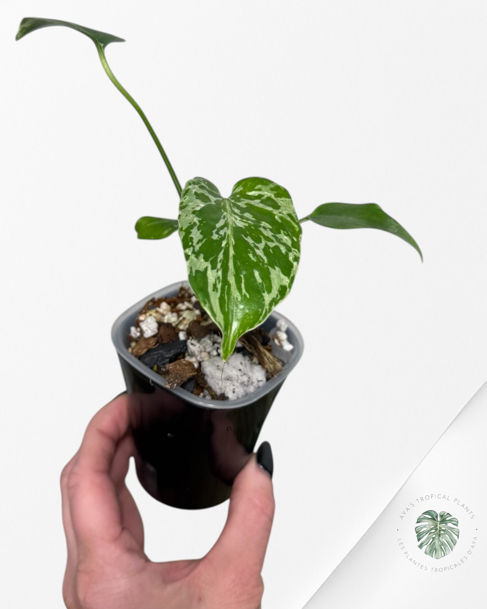 Monstera Deliciosa Bulbasaur