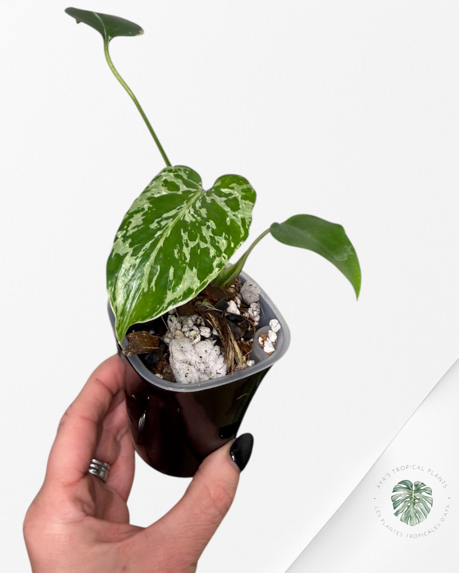 Monstera Deliciosa Bulbasaur