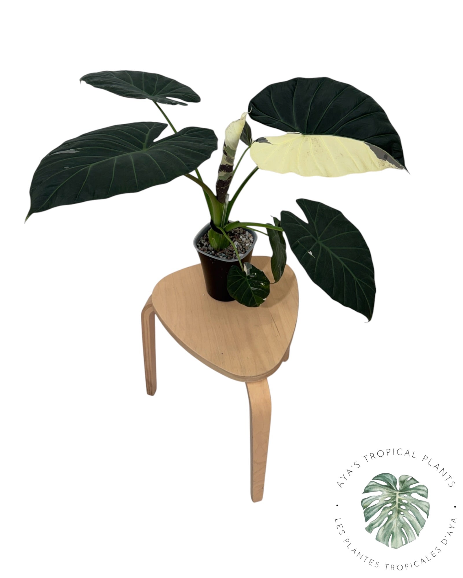 Alocasia Regal Shield Albo