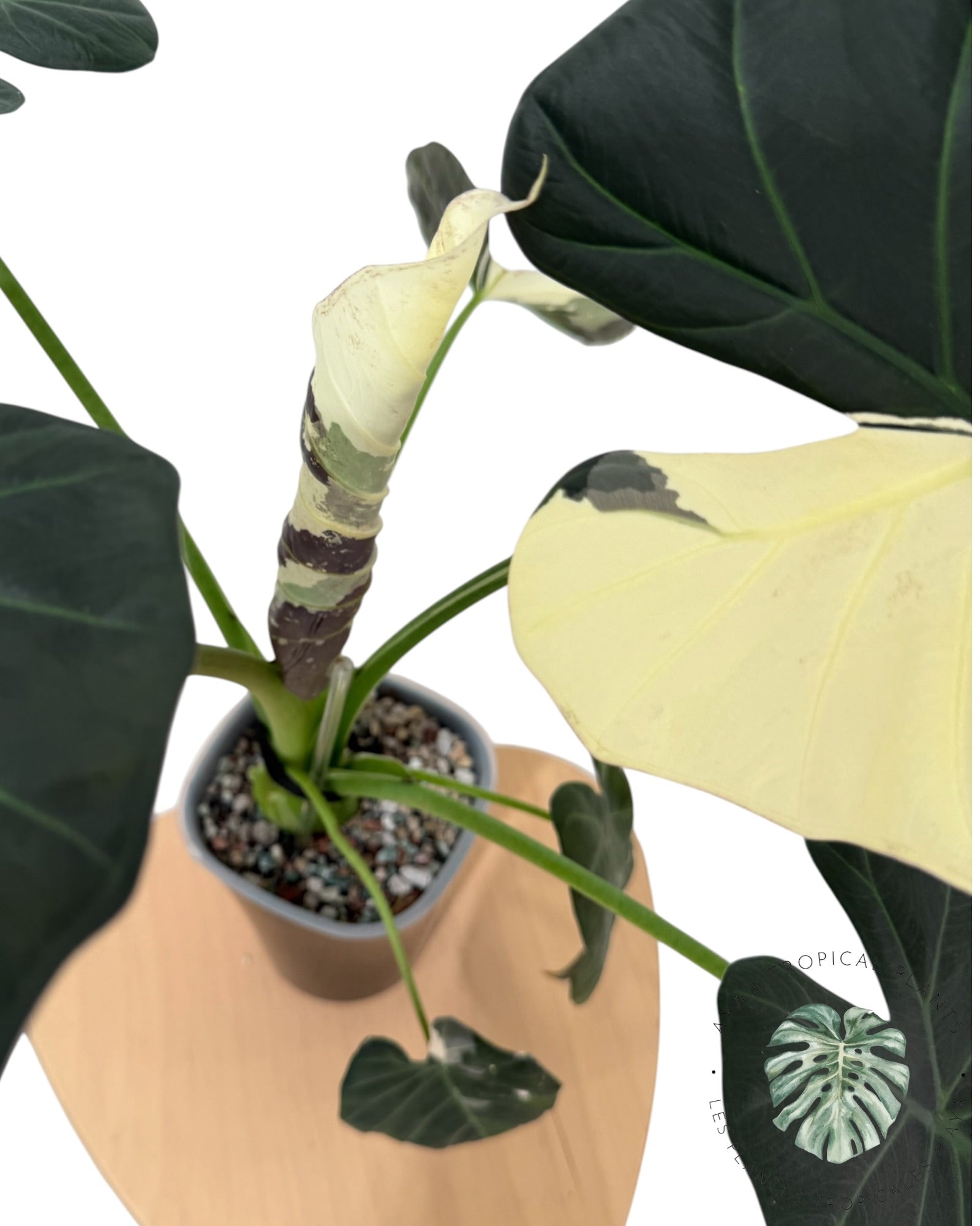 Alocasia Regal Shield Albo