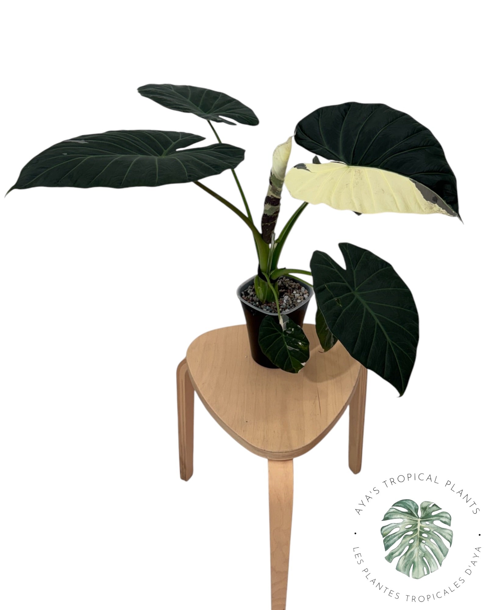 Alocasia Regal Shield Albo