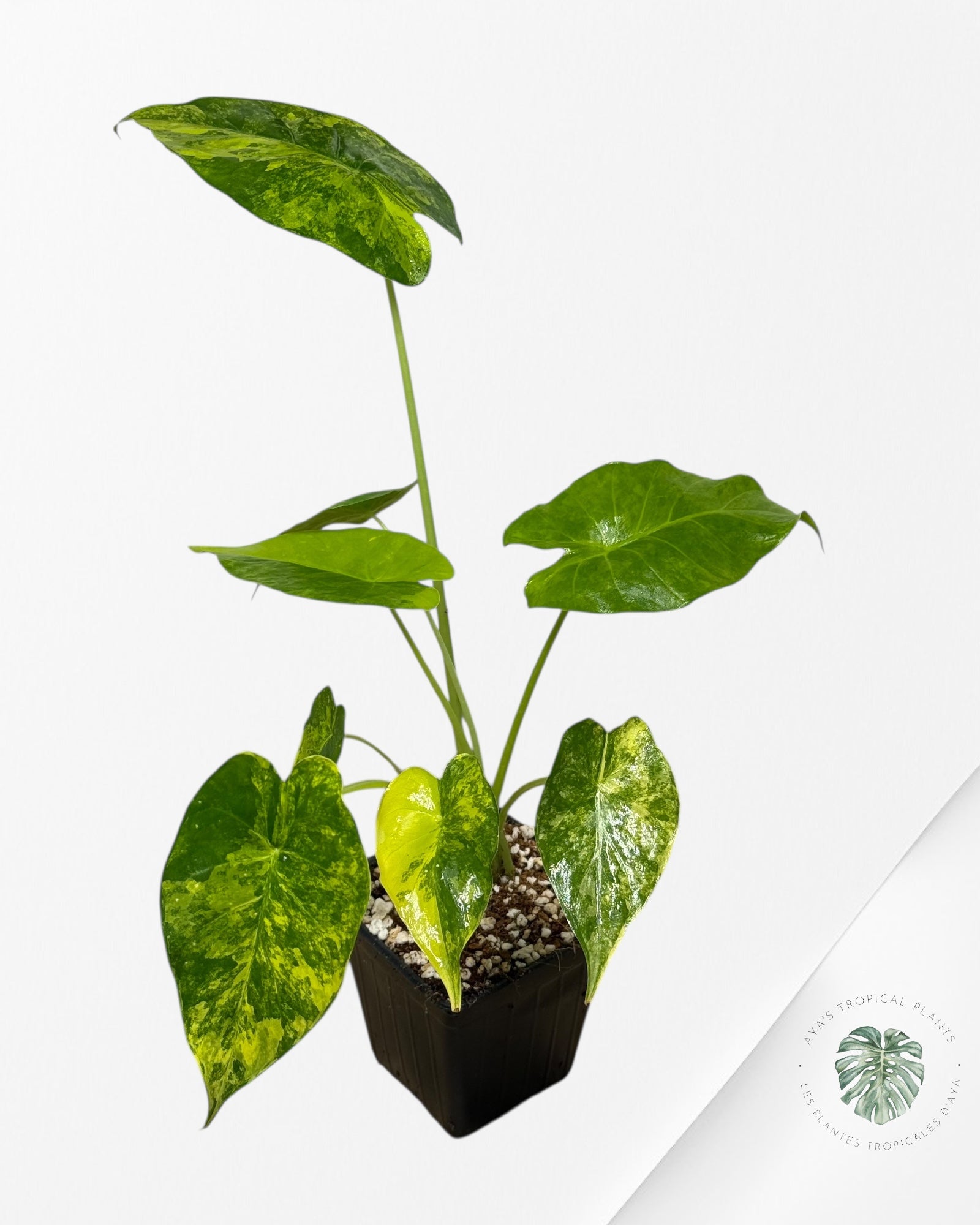 Alocasia Gageana Aurea