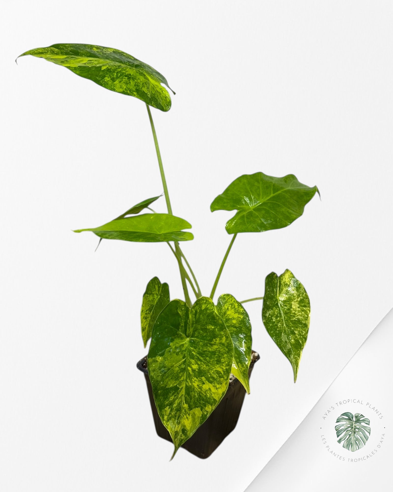 Alocasia Gageana Aurea