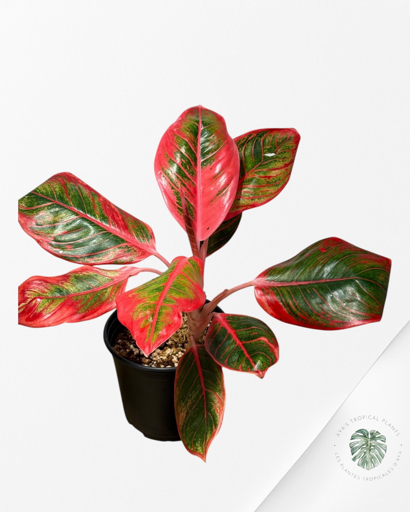 Aglaonema Khanza