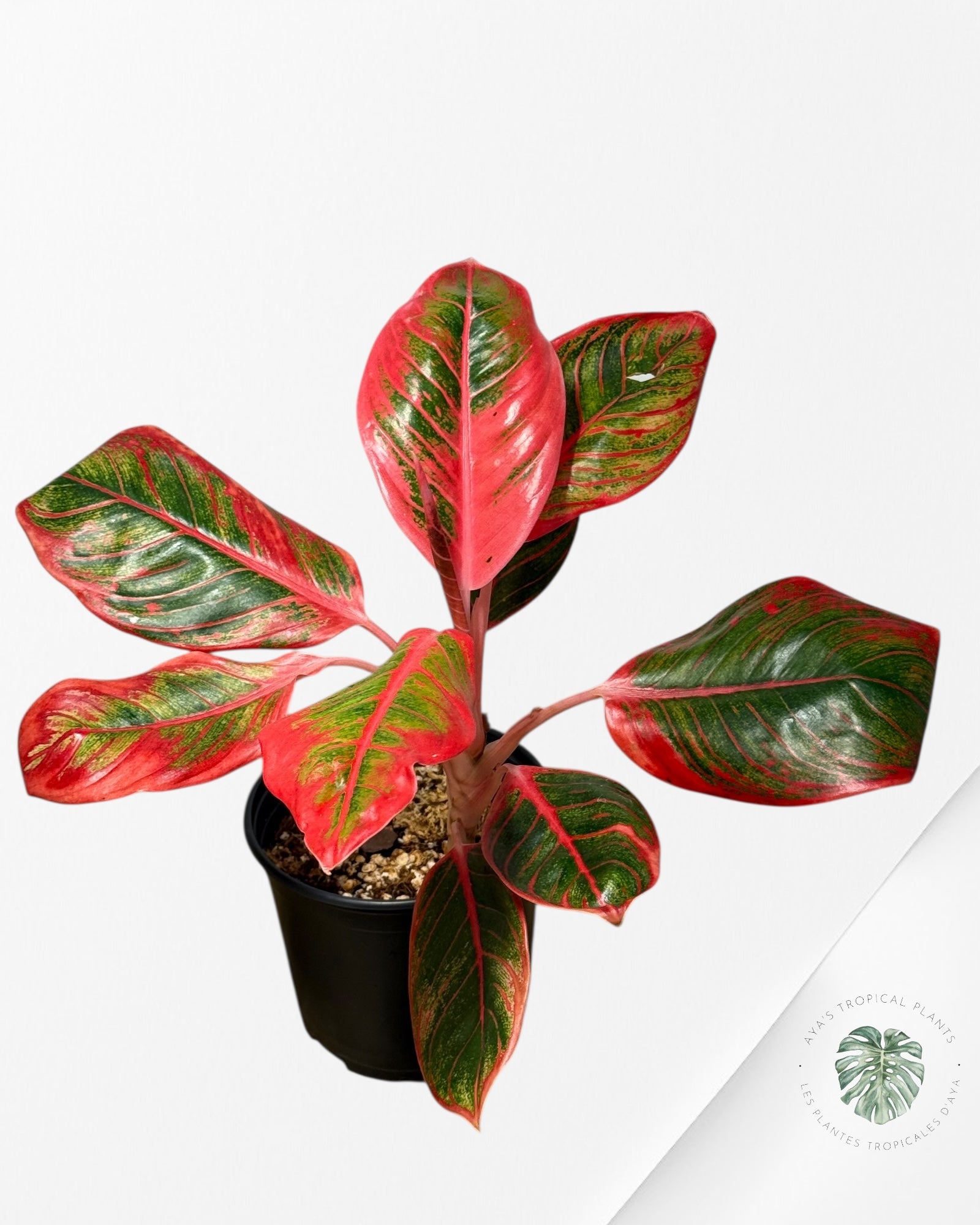 Aglaonema Khanza