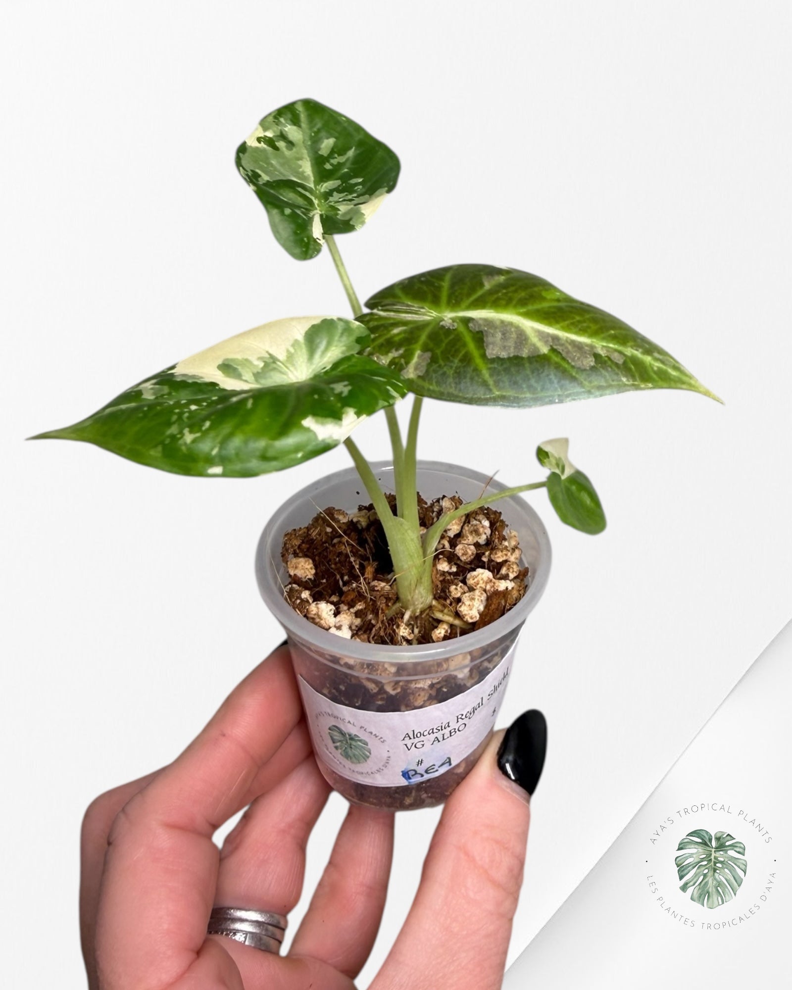 Alocasia Regal Shield Albo Variegated