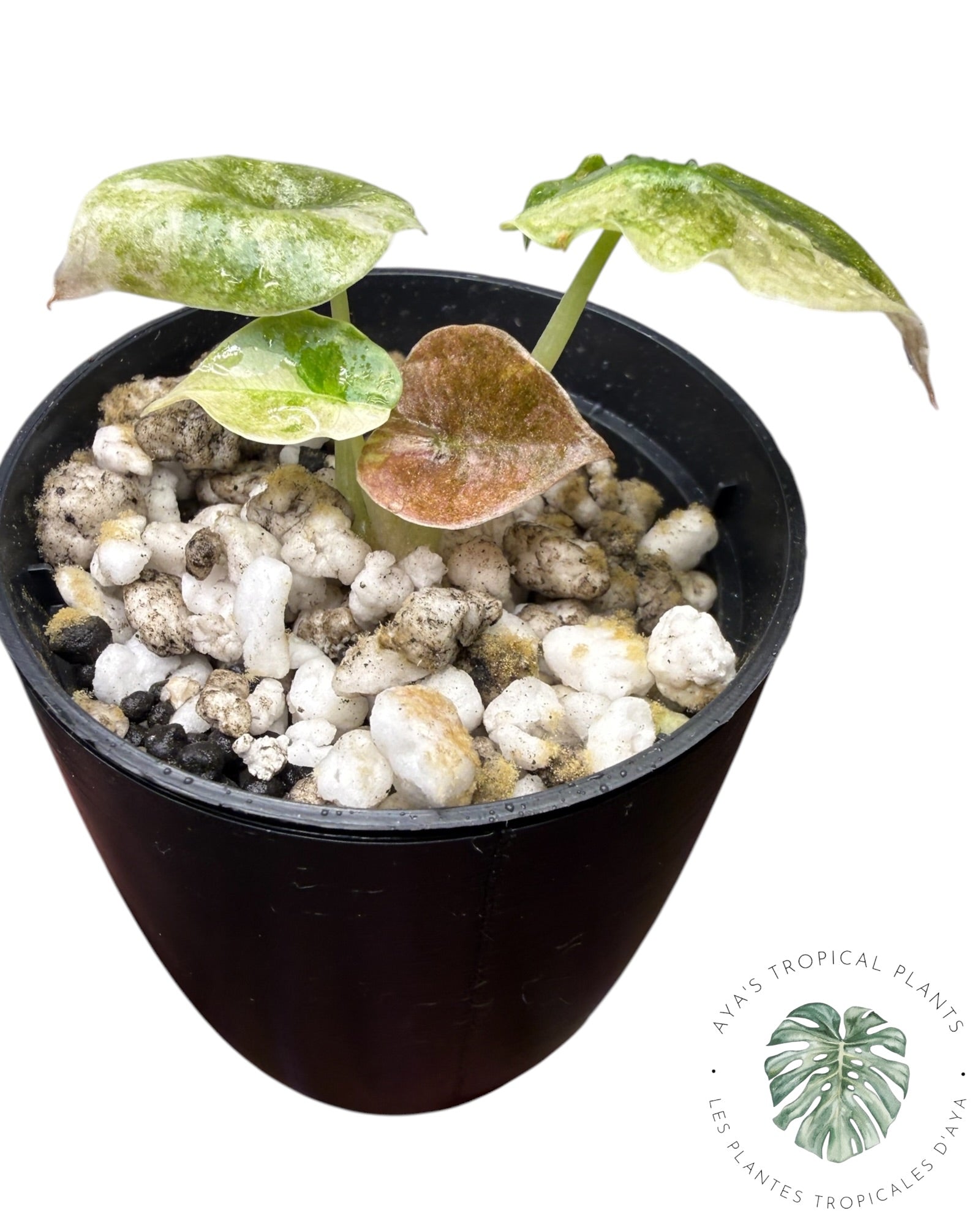 Alocasia Cuprea Pink Mint Variegated