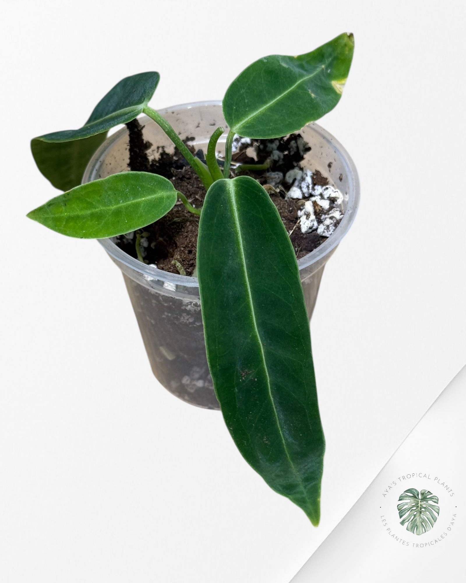 Anthurium Warocqueanum - 04A