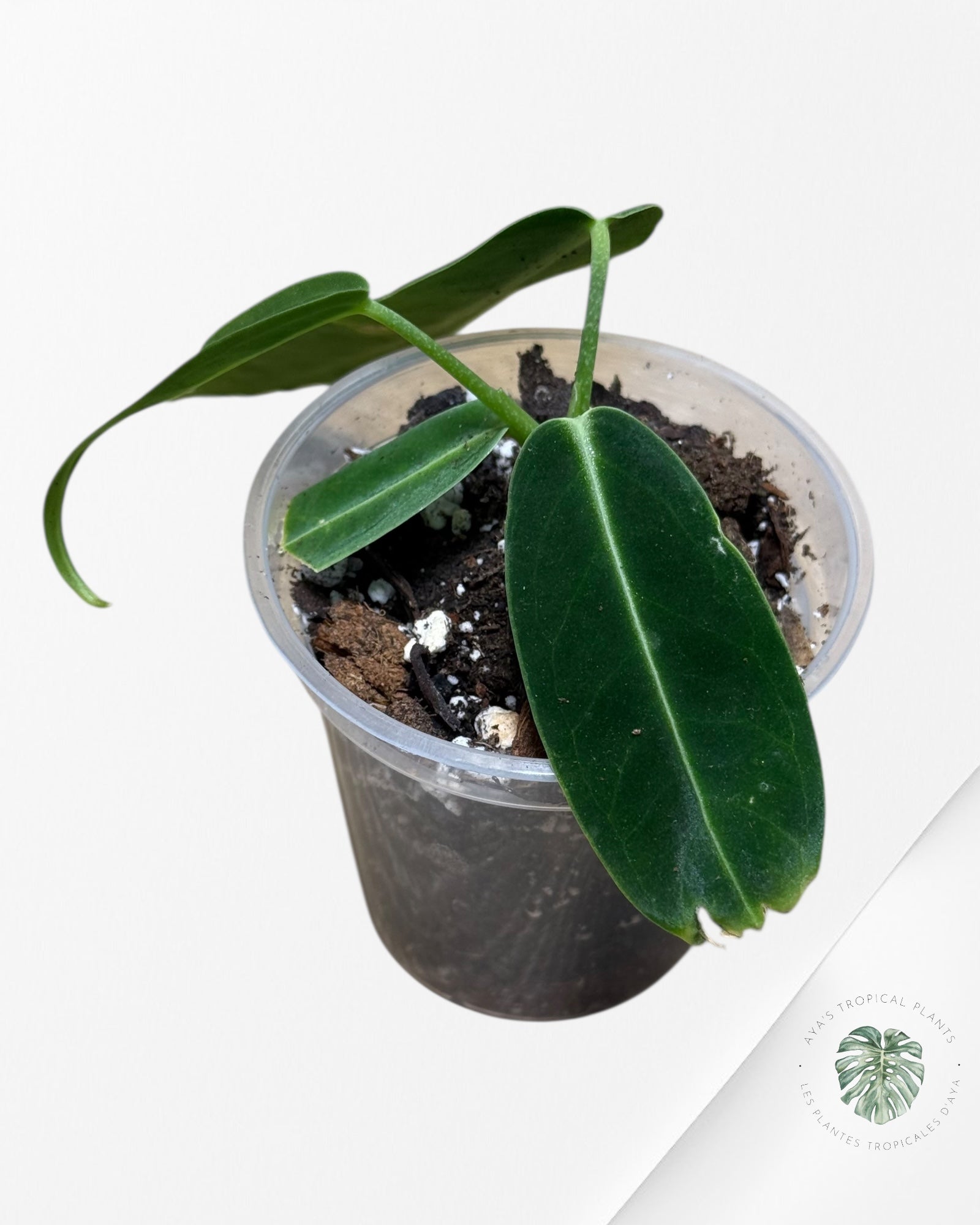 Anthurium Warocqueanum - 04B
