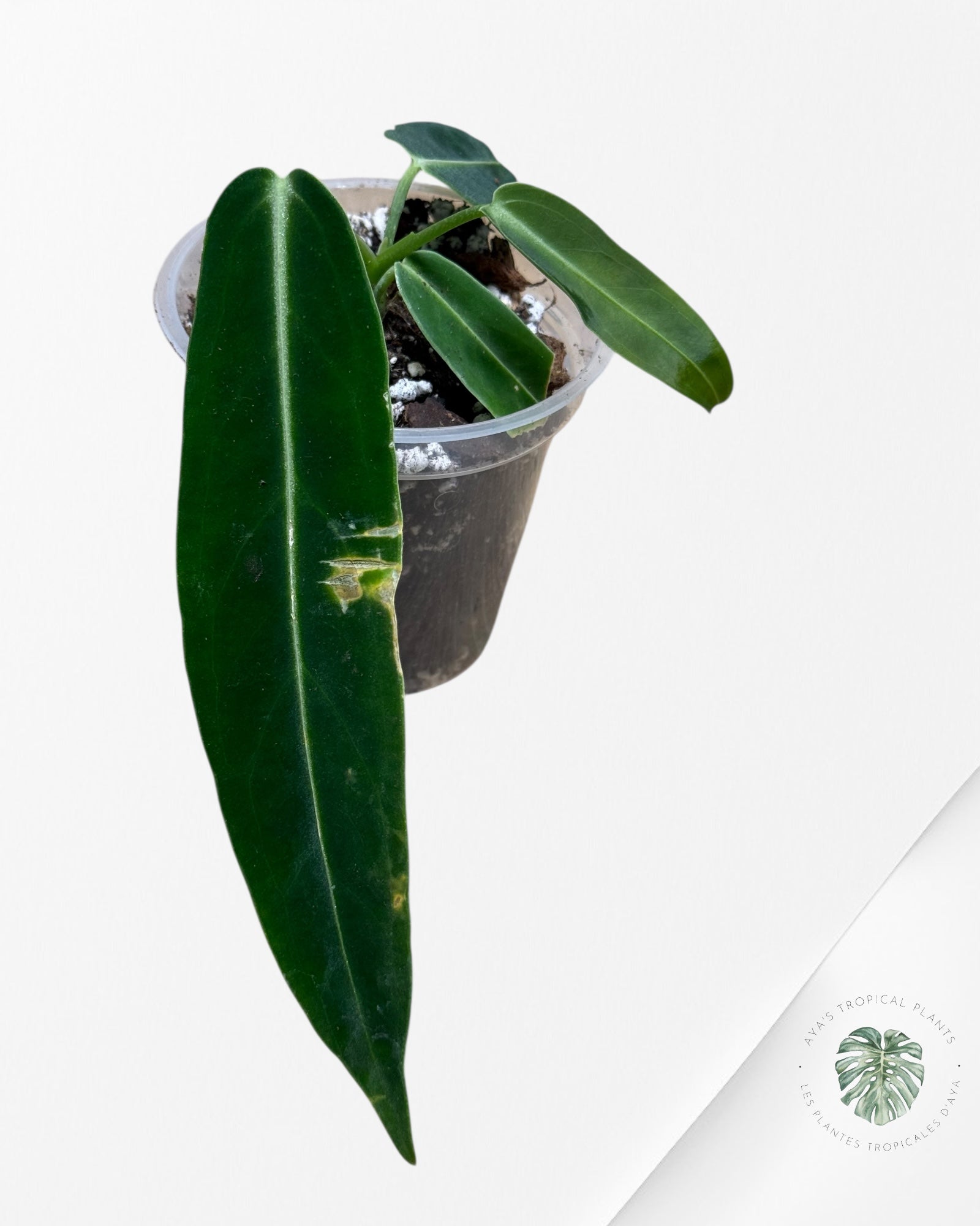 Anthurium Warocqueanum - 04B