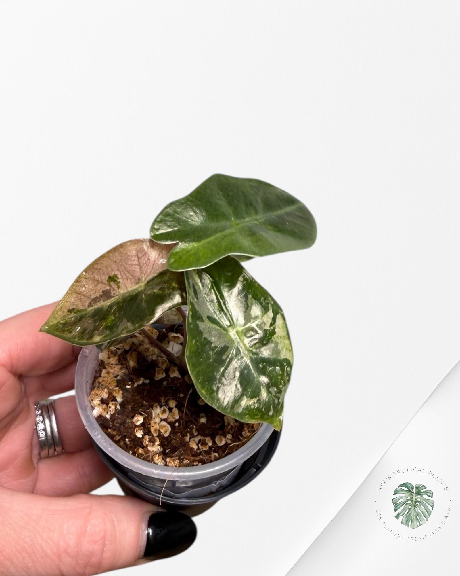 Alocasia Pseudo-Sanderiana Pink Variegated