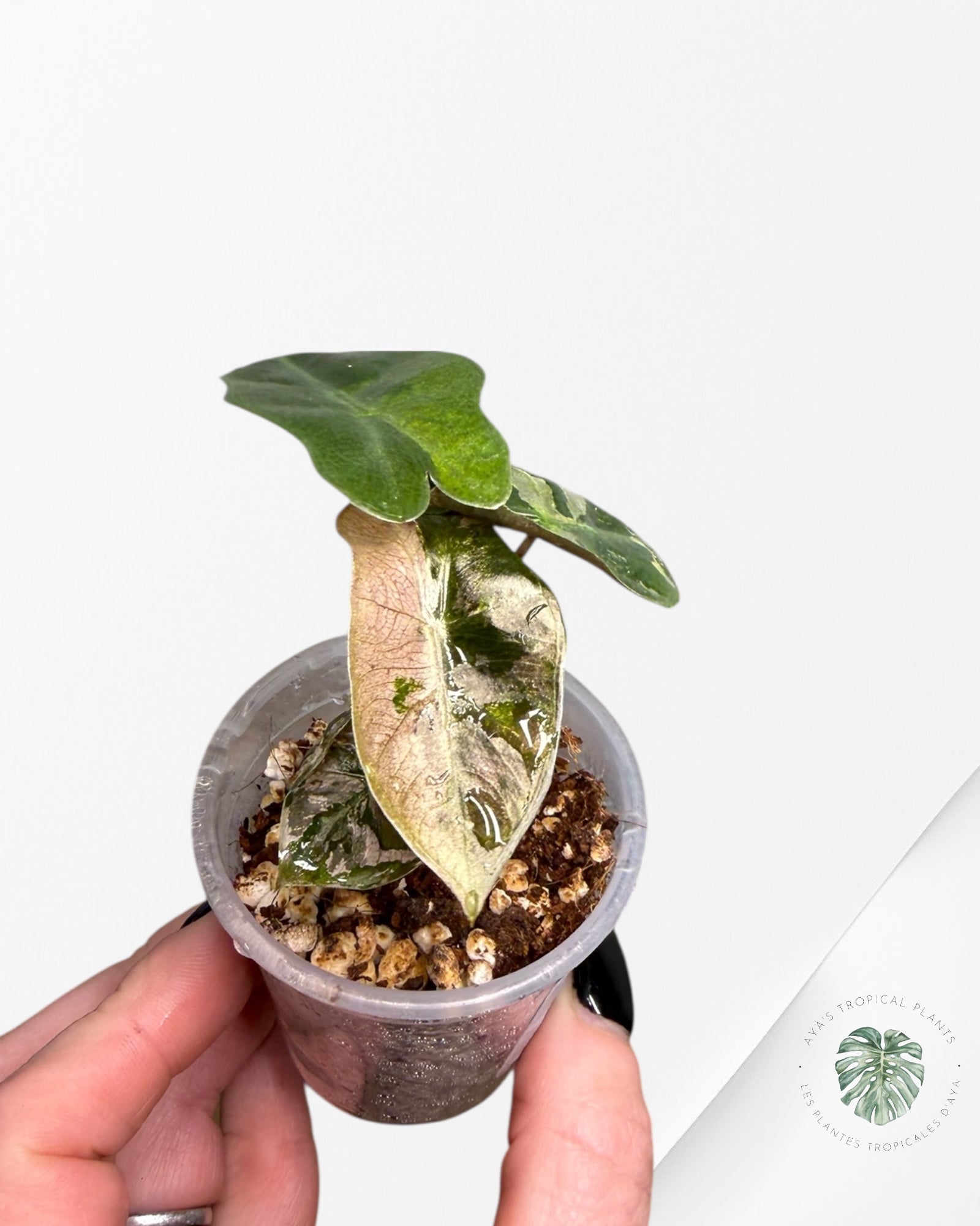 Alocasia Pseudo-Sanderiana Pink Variegated