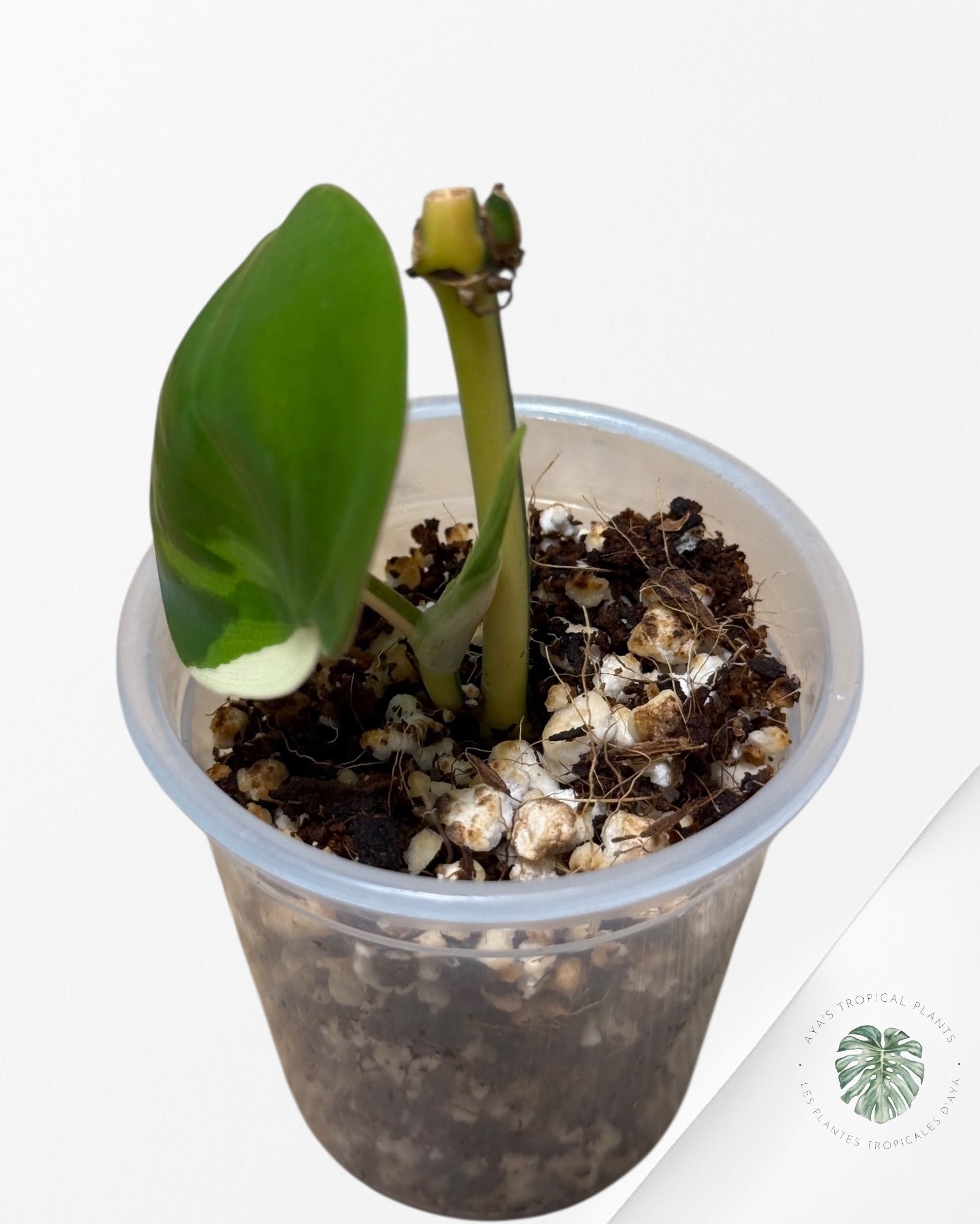 Philodendron Hederaceum Albo Variegated