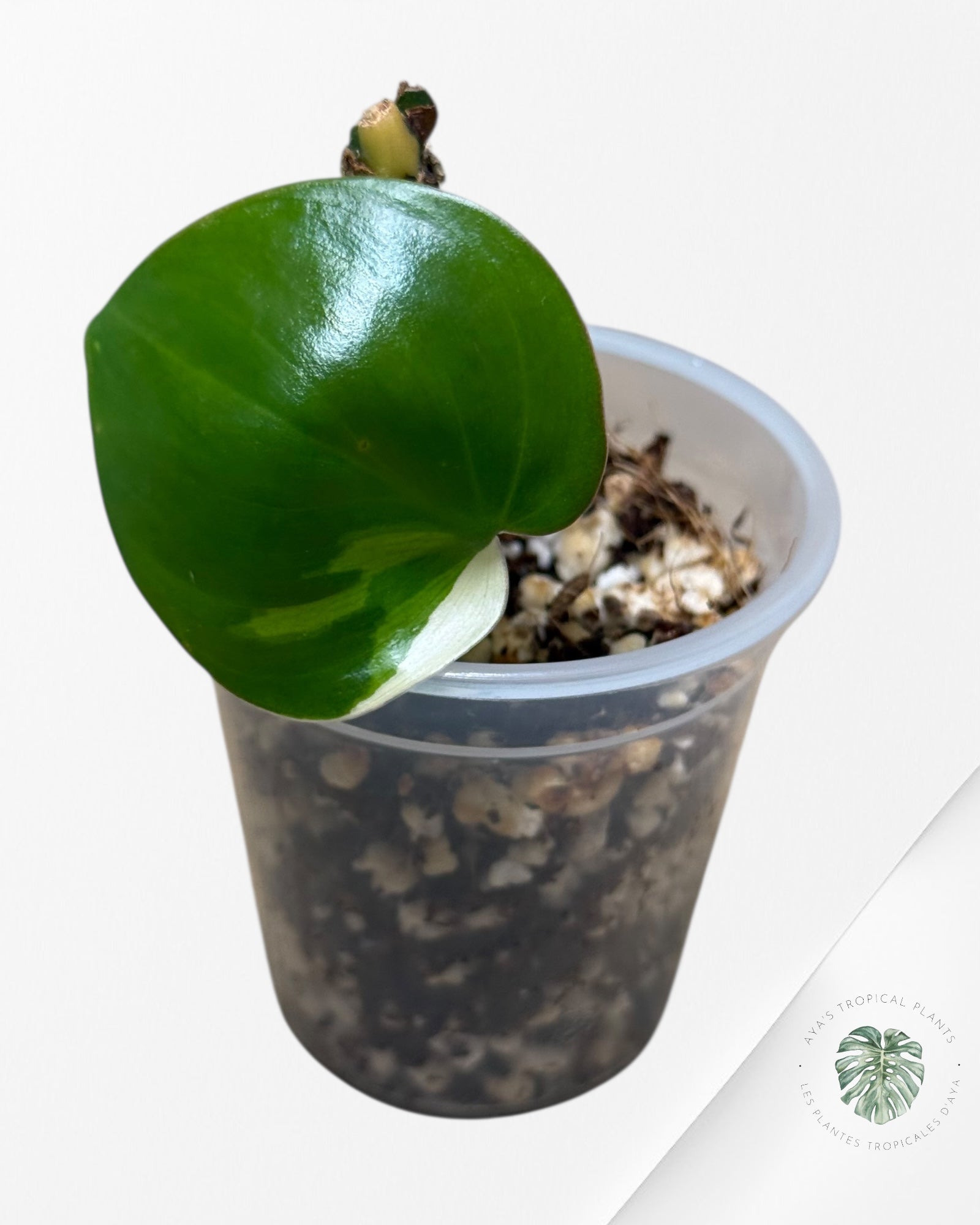 Philodendron Hederaceum Albo Variegated