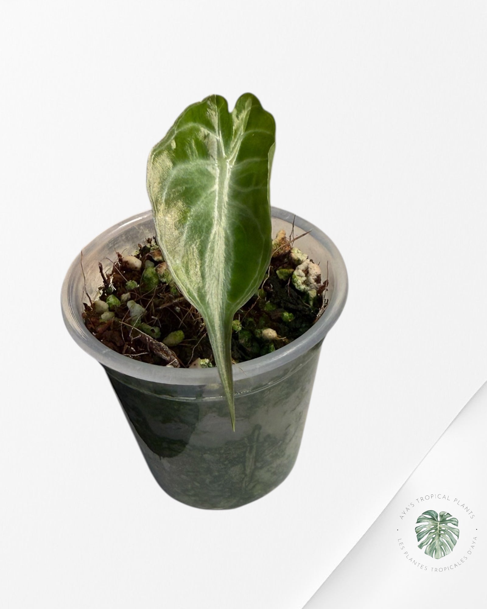Alocasia Venom | Plante TC rare | Plantes tropicales d'Aya