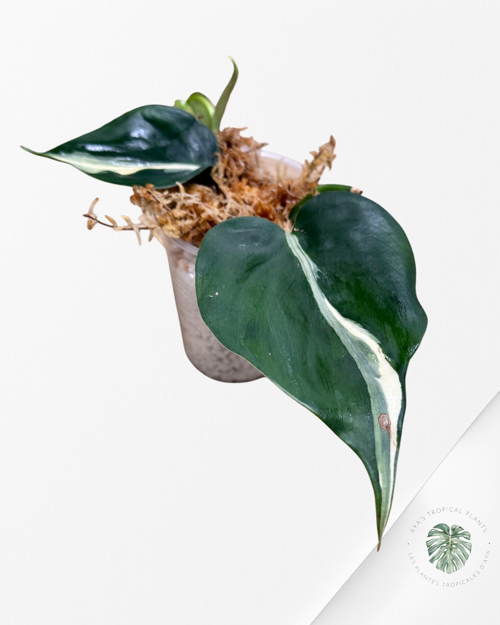 Philodendron Rio-PR10