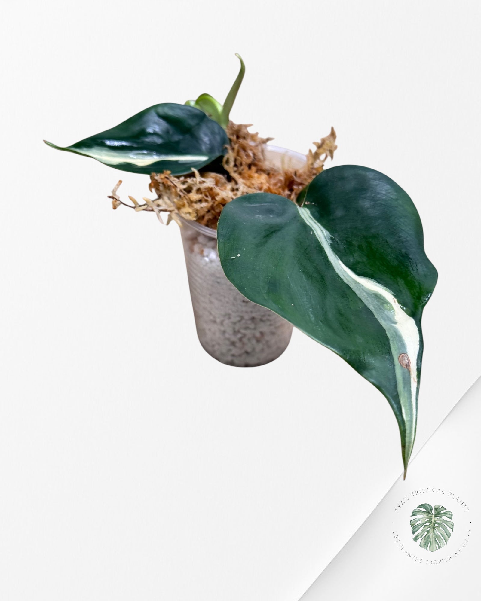 Philodendron Rio-PR10