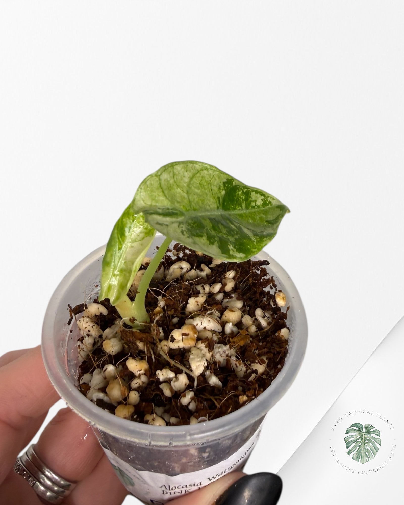 Alocasia Watsoniana Doff. Pink Variegated