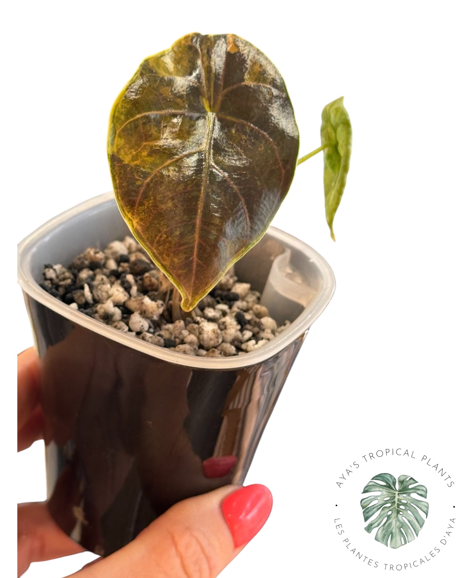 Alocasia Azlanii Aurea Variegated